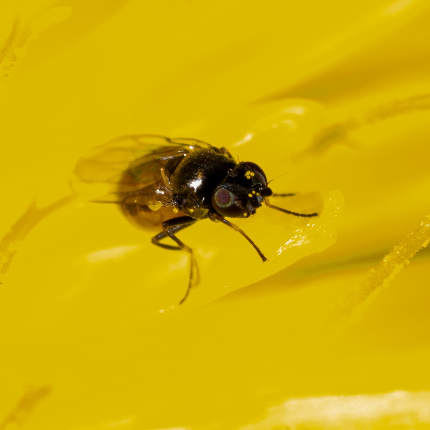 Musca suedeza: adult Oscinella frit