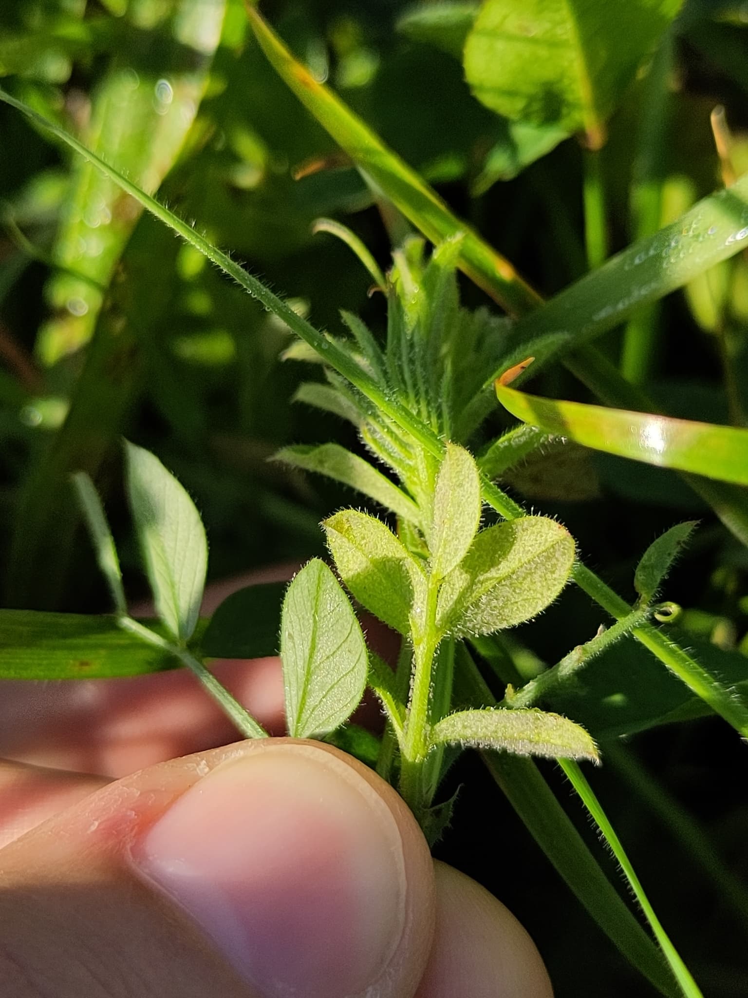 Mană la fasole mung: Peronospora viciae pe Vicia sativa, fallback Fabaceae pentru fasole mung.