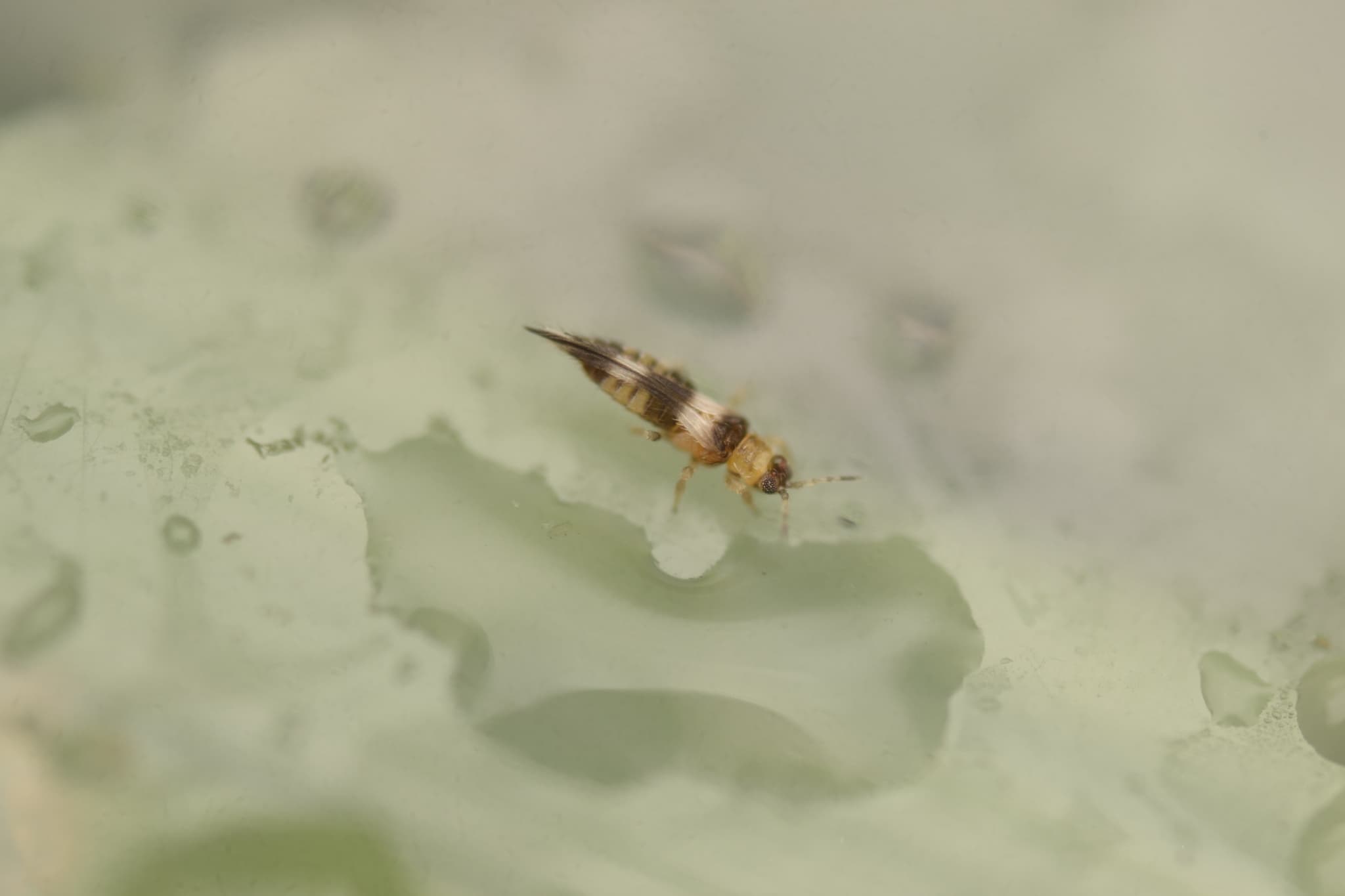 Trips la soia edamame: Soybean Thrips adult macro image