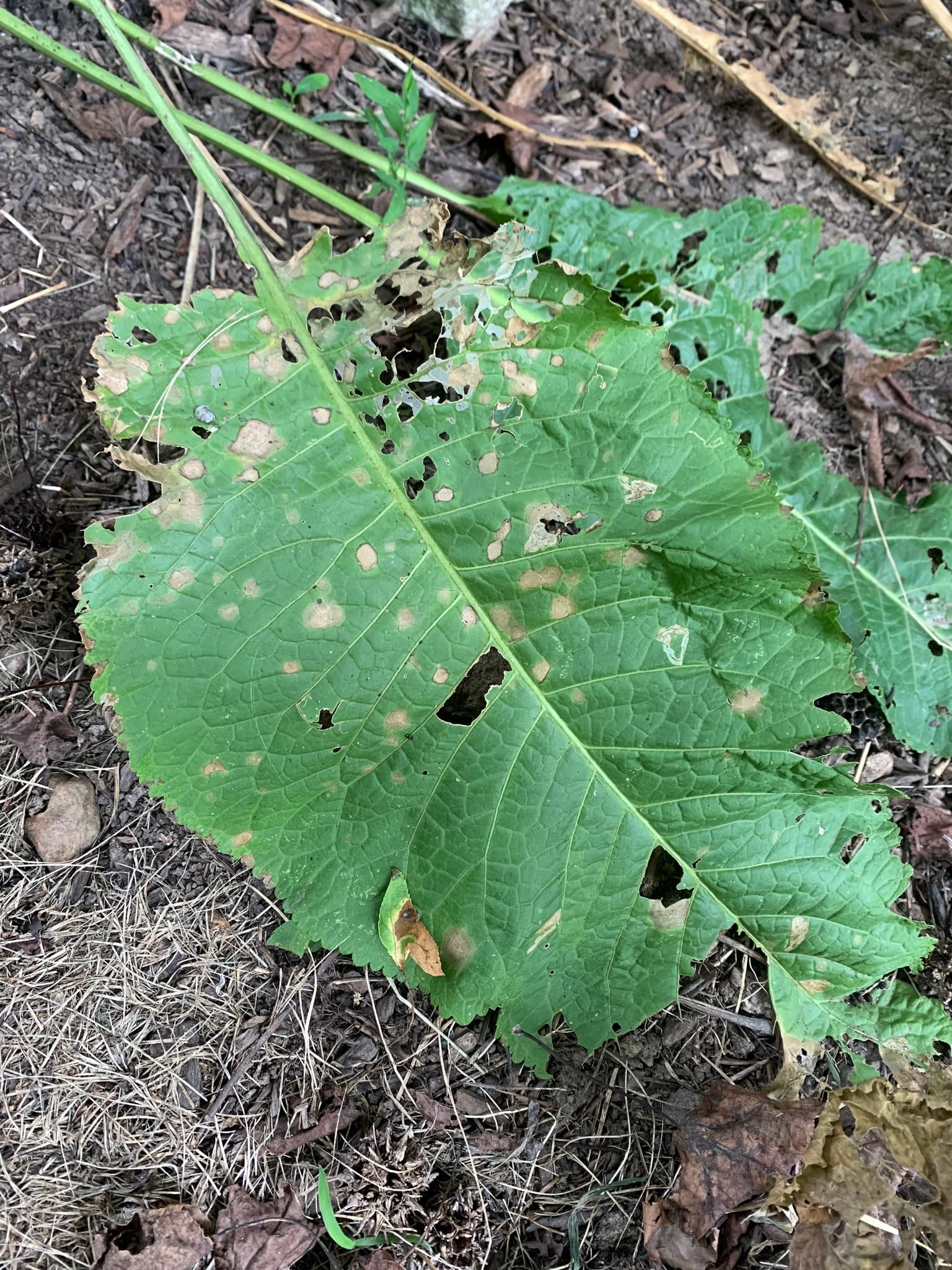 Horseradish leaf with Cercospora armoraciae leaf spot
