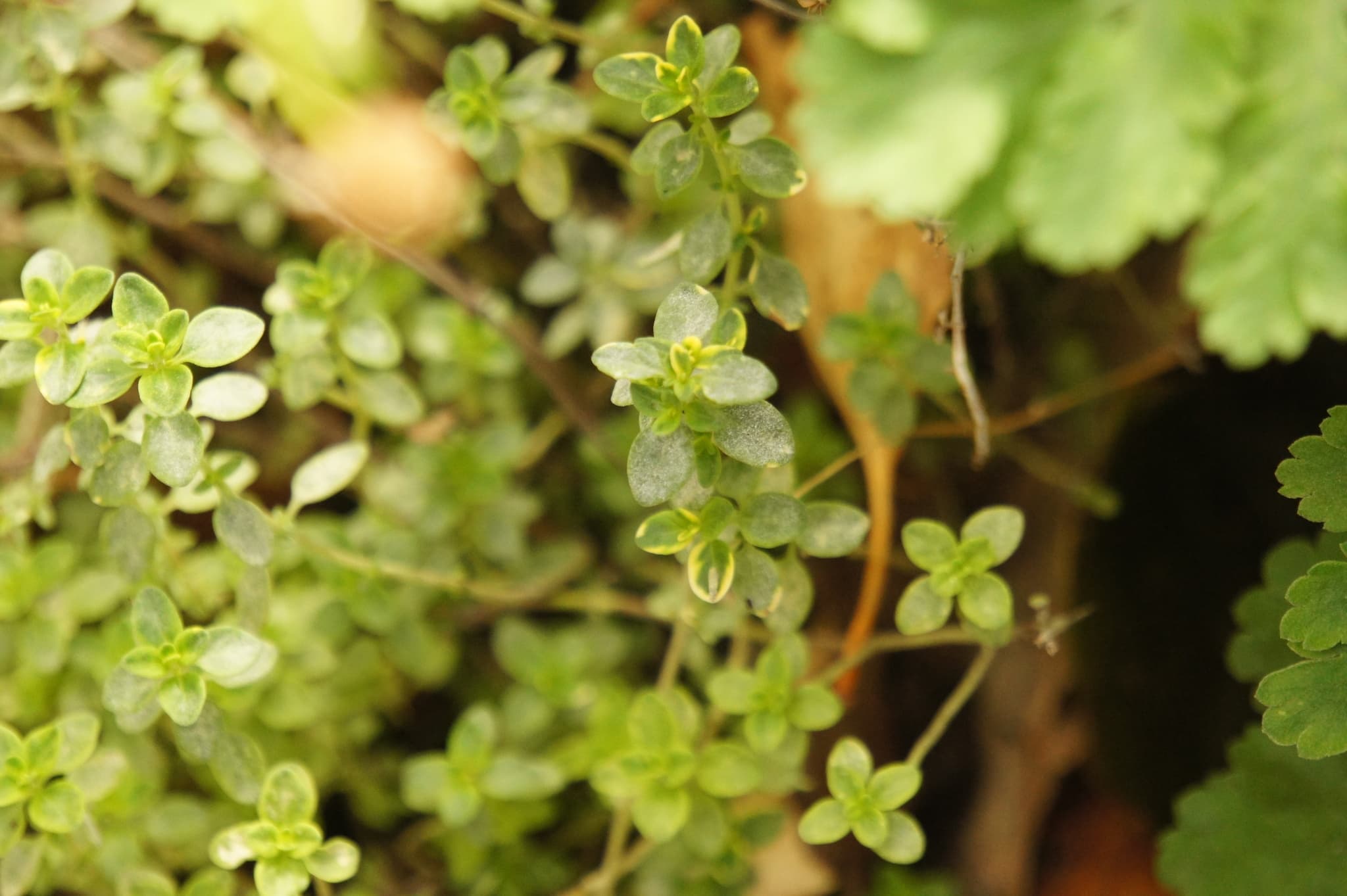 Fainare pe Thymus, frunze de cimbru cu pete albicioase vizibile.