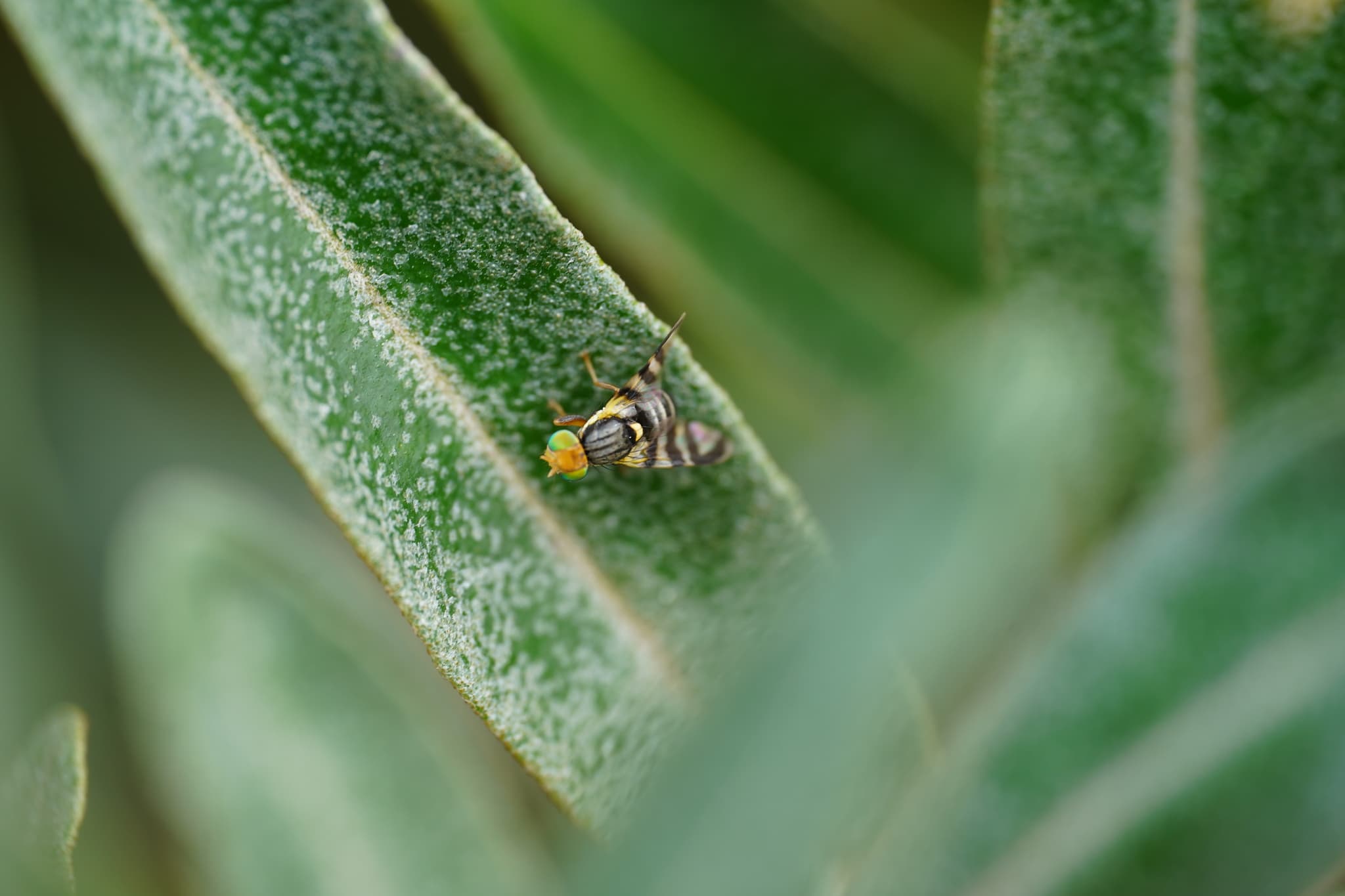 Musca catinului: adult Rhagoletis batava.