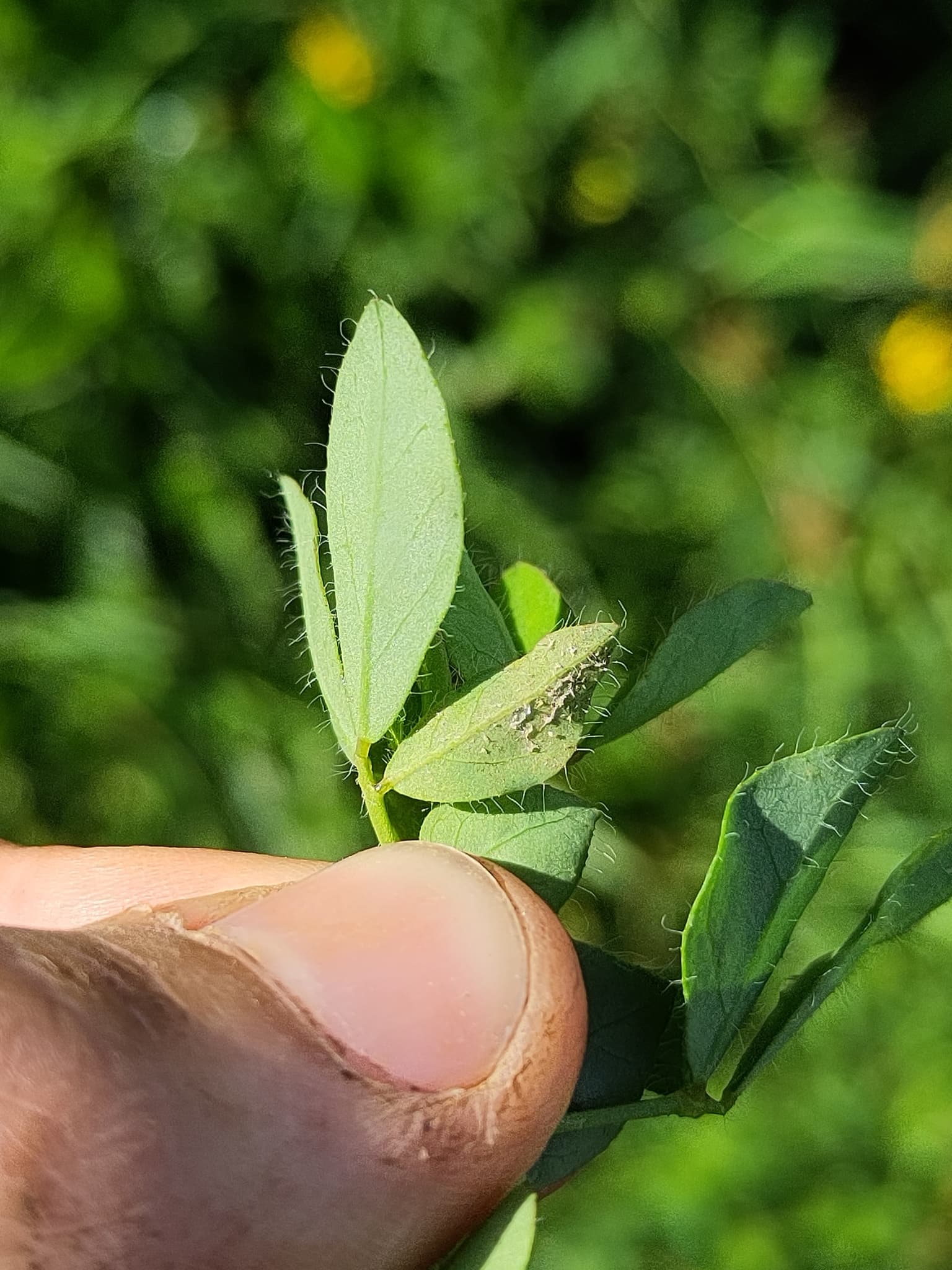 Peronospora lotorum pe ghizdei