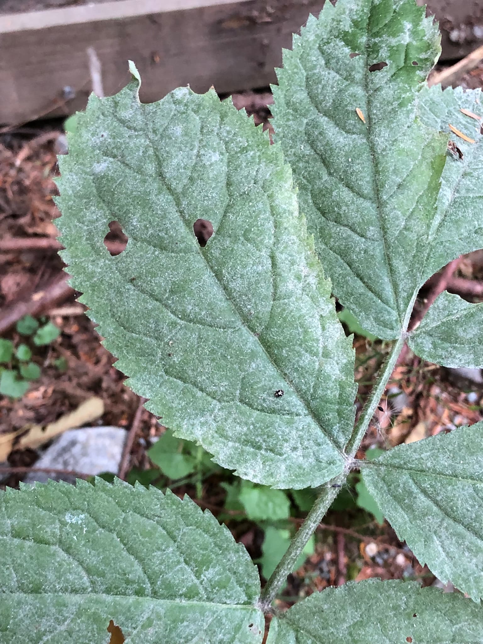 Fainare la soc: Erysiphe vanbruntiana pe Sambucus racemosa