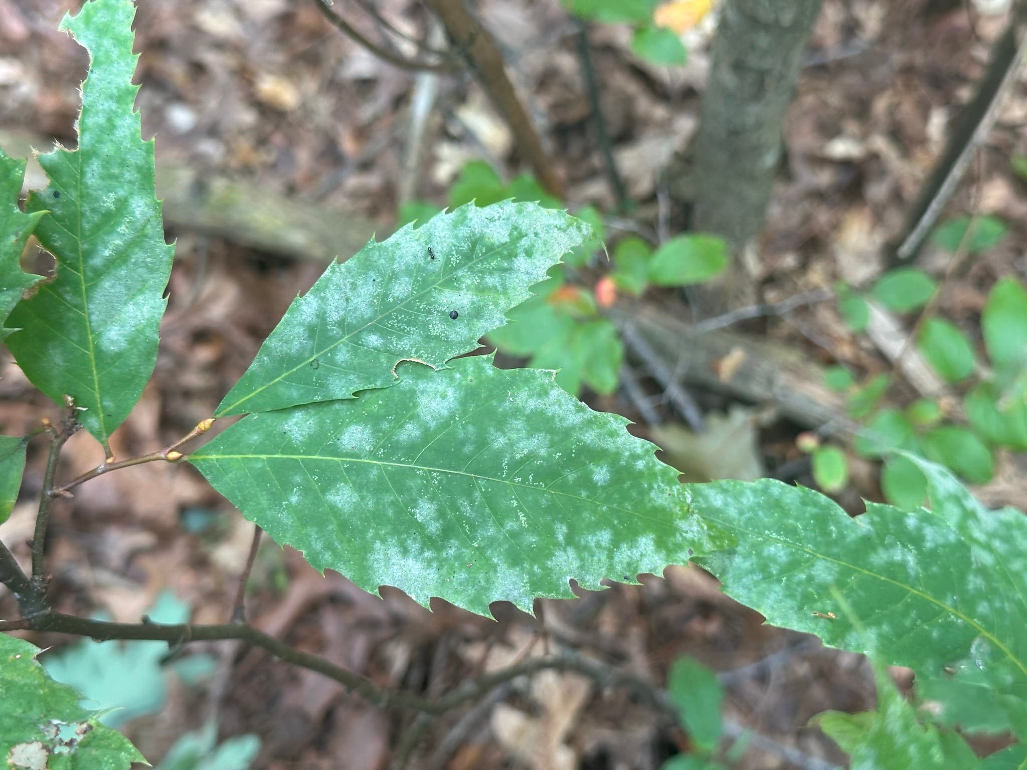 Fainare la castan comestibil: Erysiphe castaneae pe Castanea dentata