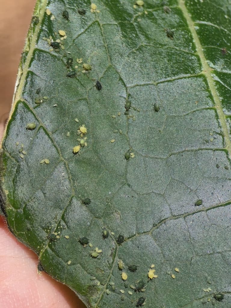 Afide la dovleac: Aphis gossypii pe planta de dovleac.