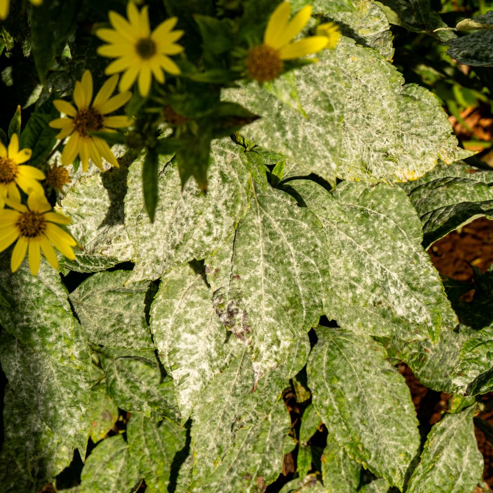 Făinare la anghinare: Golovinomyces pe Asteraceae, fallback pentru Cynara.