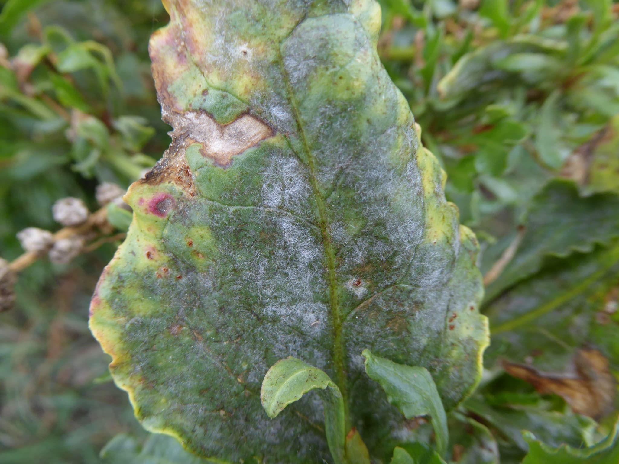 Făinare la quinoa: Erysiphe betae cu simptom vizibil pe frunză Amaranthaceae.
