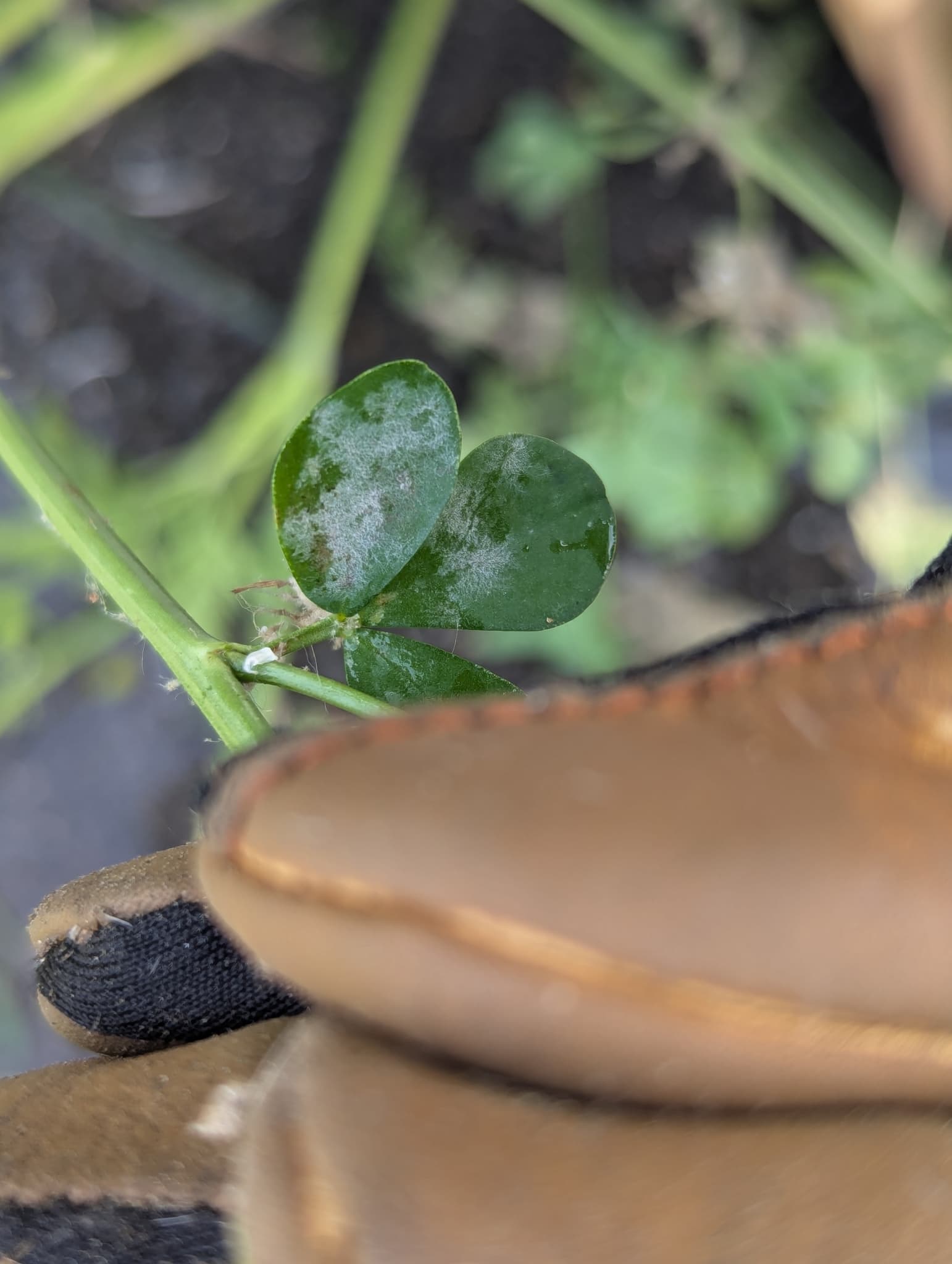 Fainare pe Lotus corniculatus, frunze de ghizdei cu depuneri albicioase.