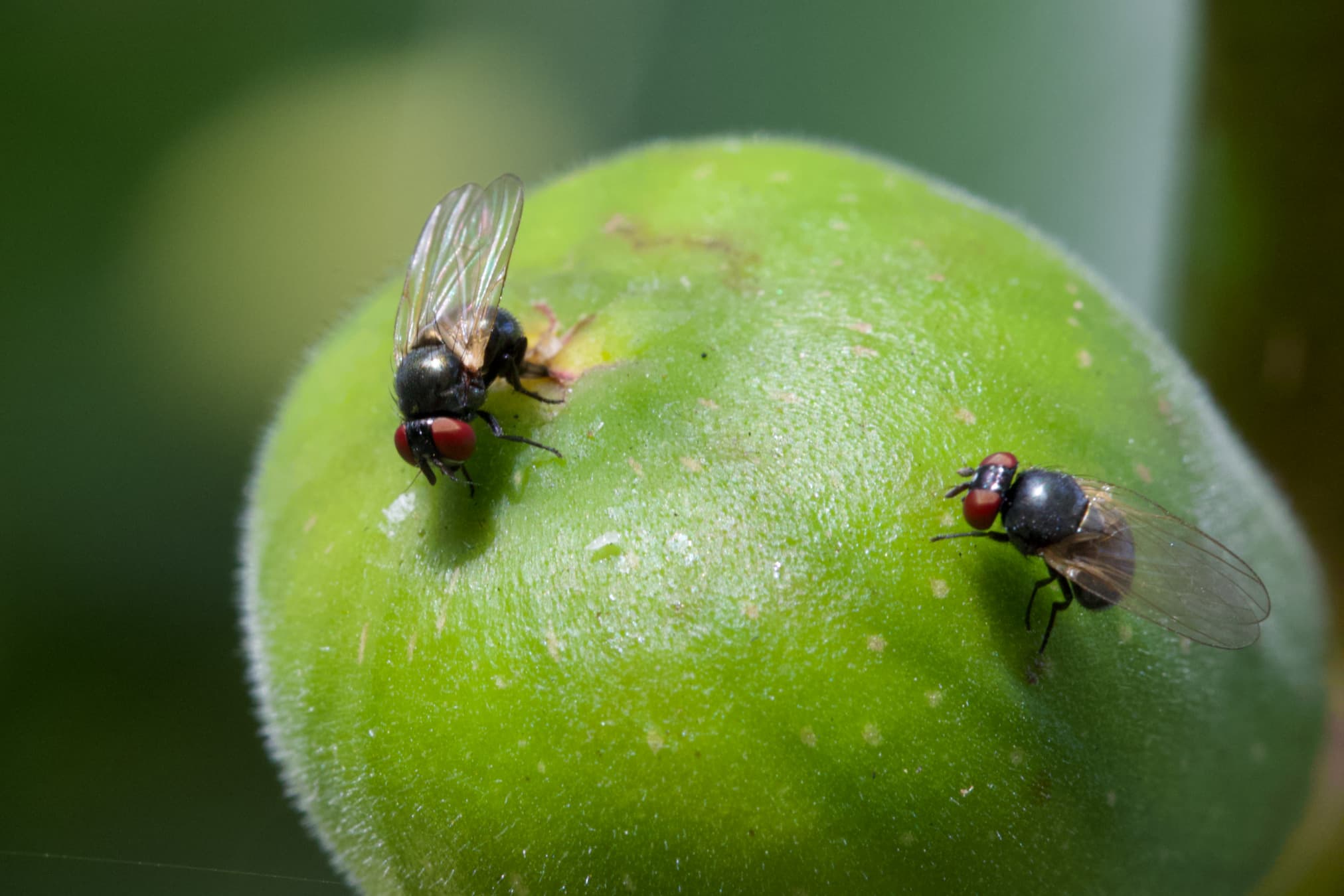 Adult Silba adipata flies on green fig fruit