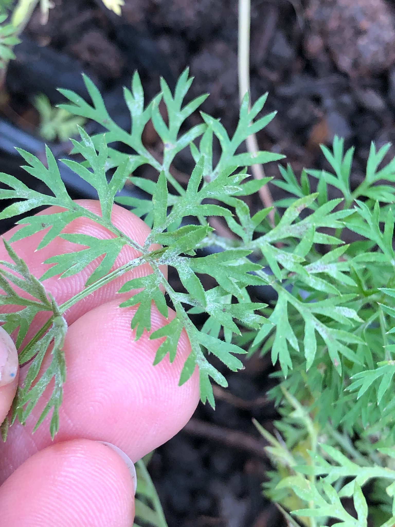 Fainare la morcov: Erysiphe heraclei on cultivated carrot foliage