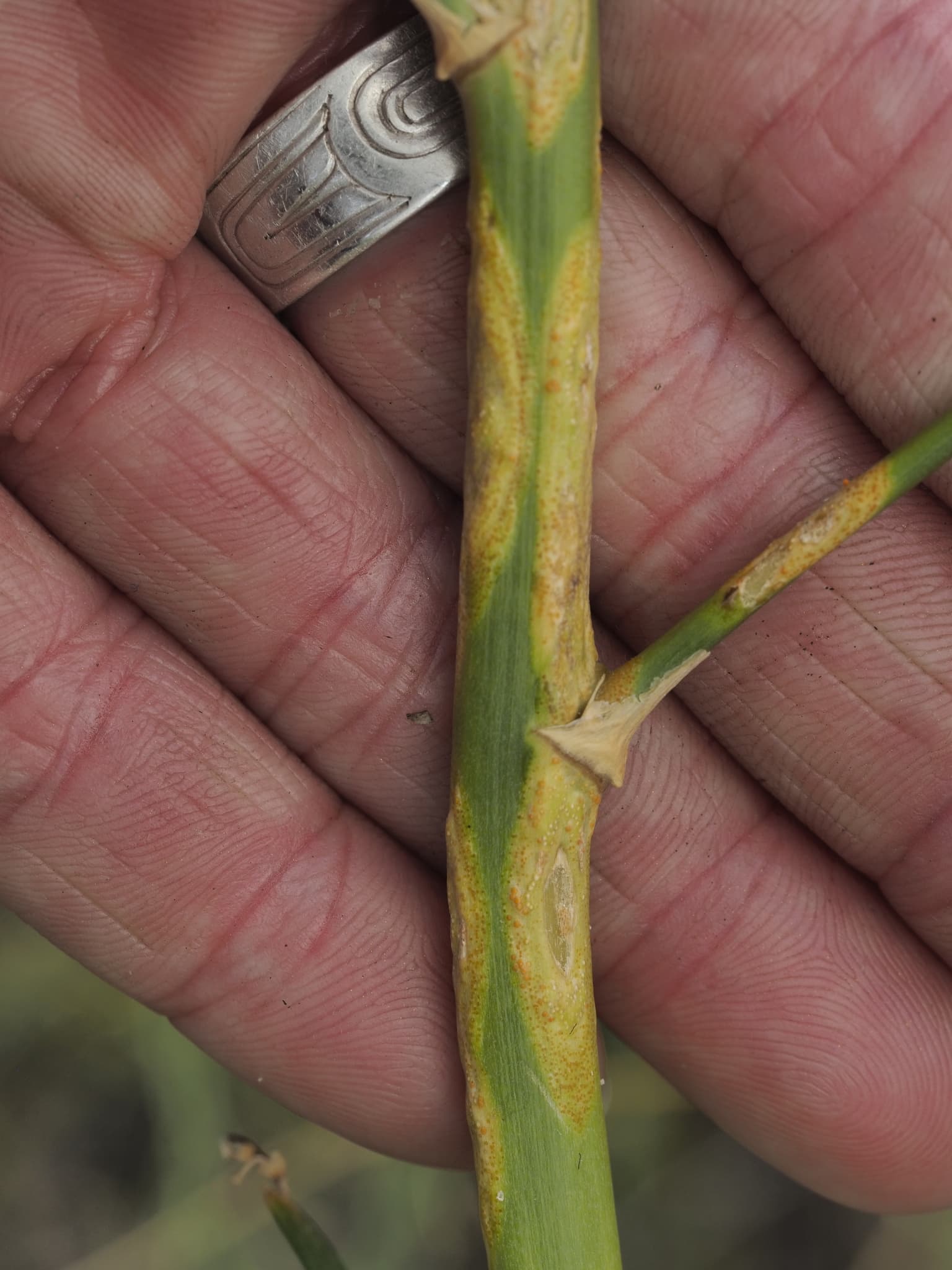 Rugina sparanghelului: Puccinia asparagi pe sparanghel.