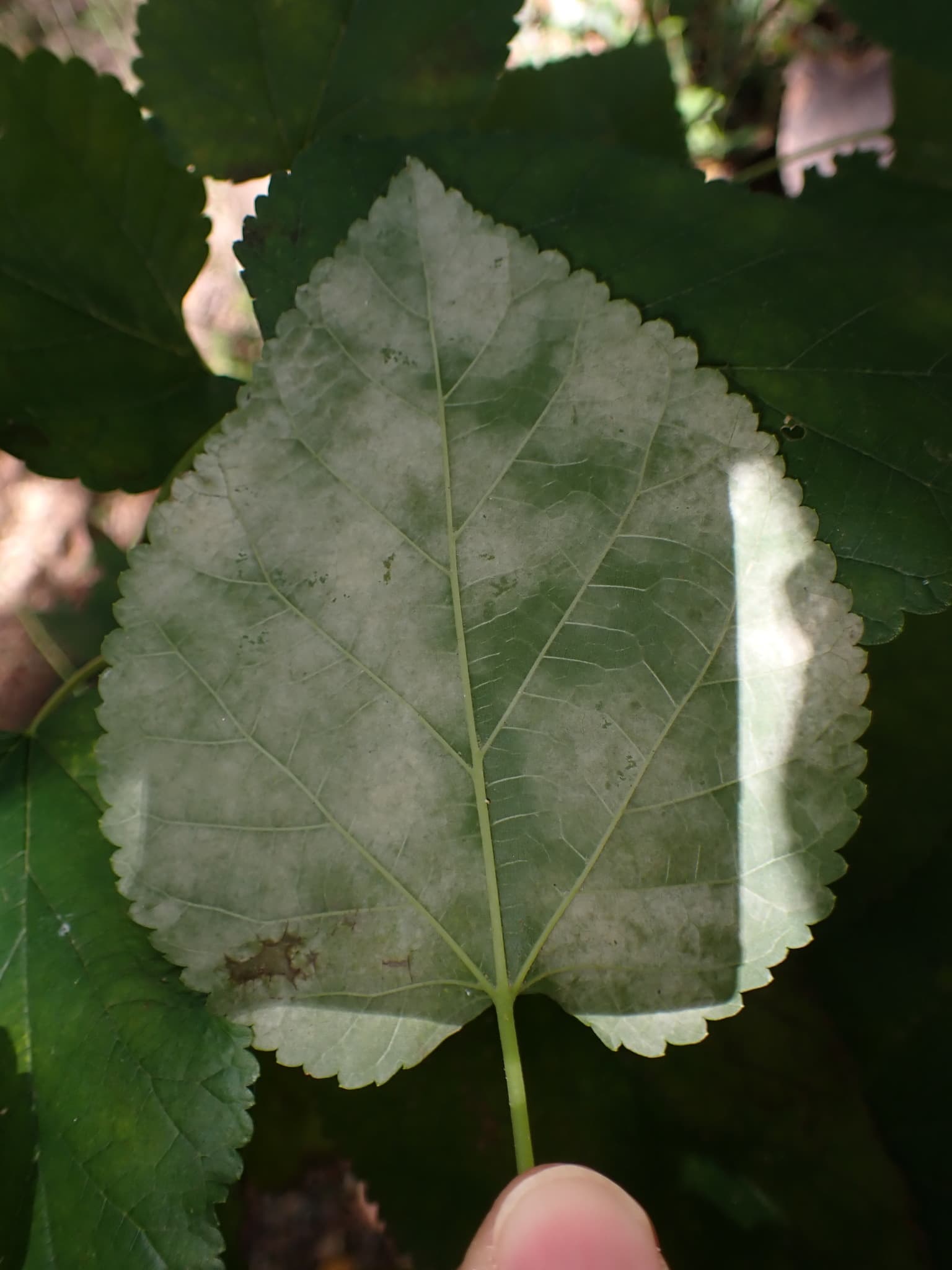 Fainare la dud: Phyllactinia moricola pe Morus cf. alba