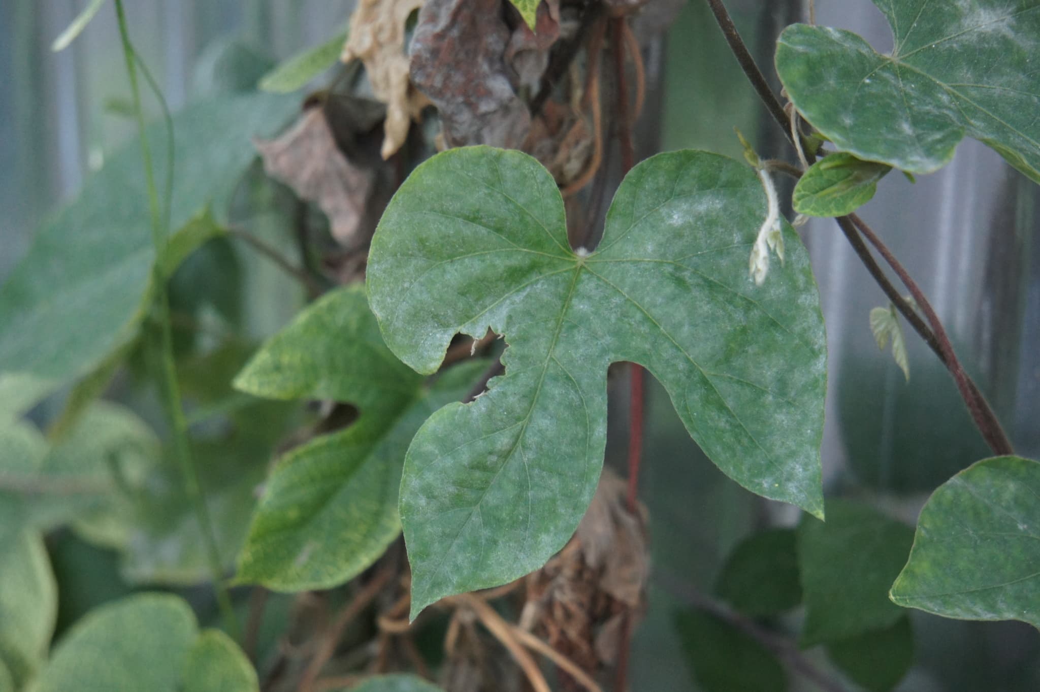 Fainare pe Ipomoea indica, fallback de gen pentru cartof dulce.