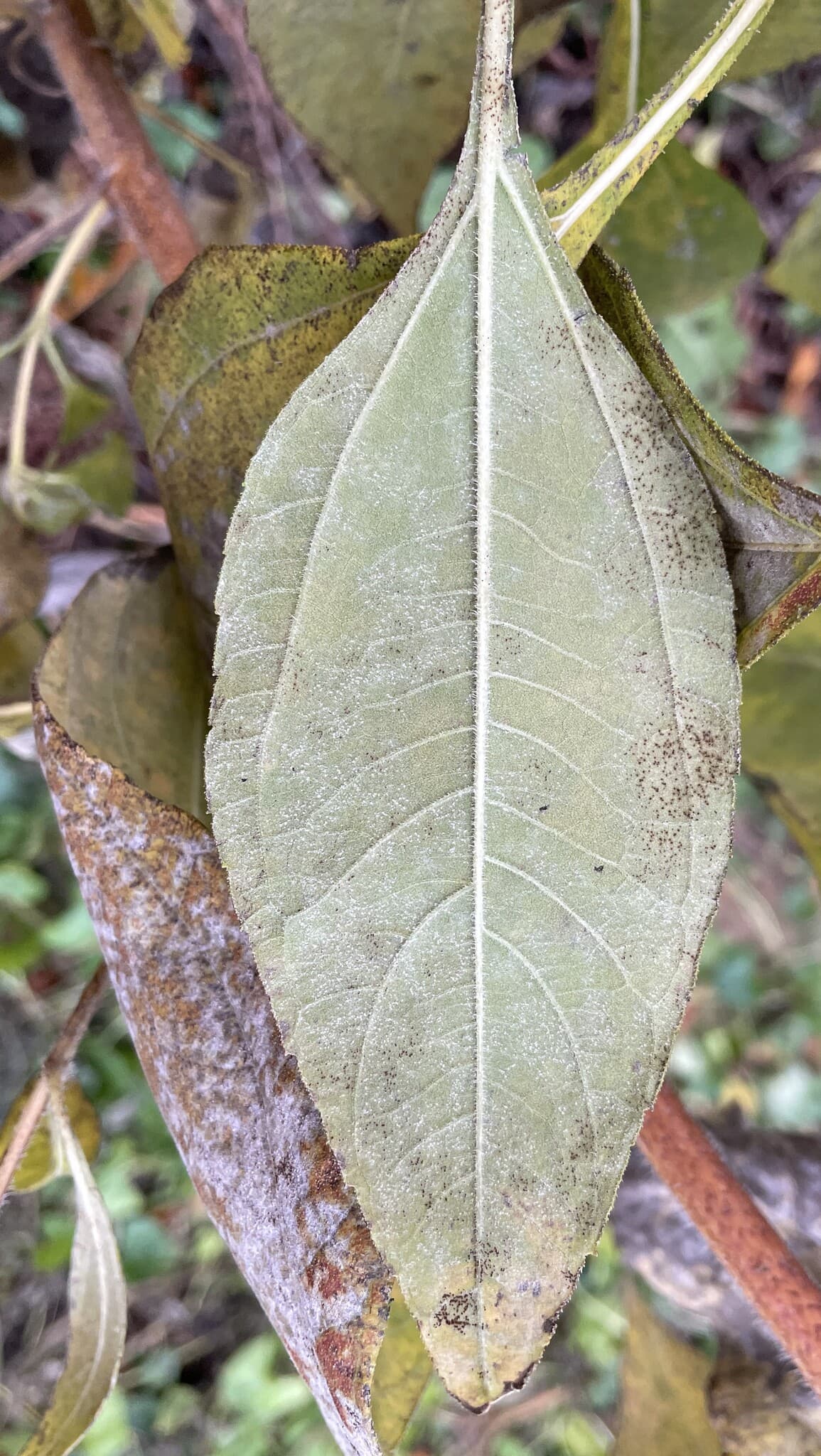 Fainare la topinambur: powdery mildew on Helianthus tuberosus leaf
