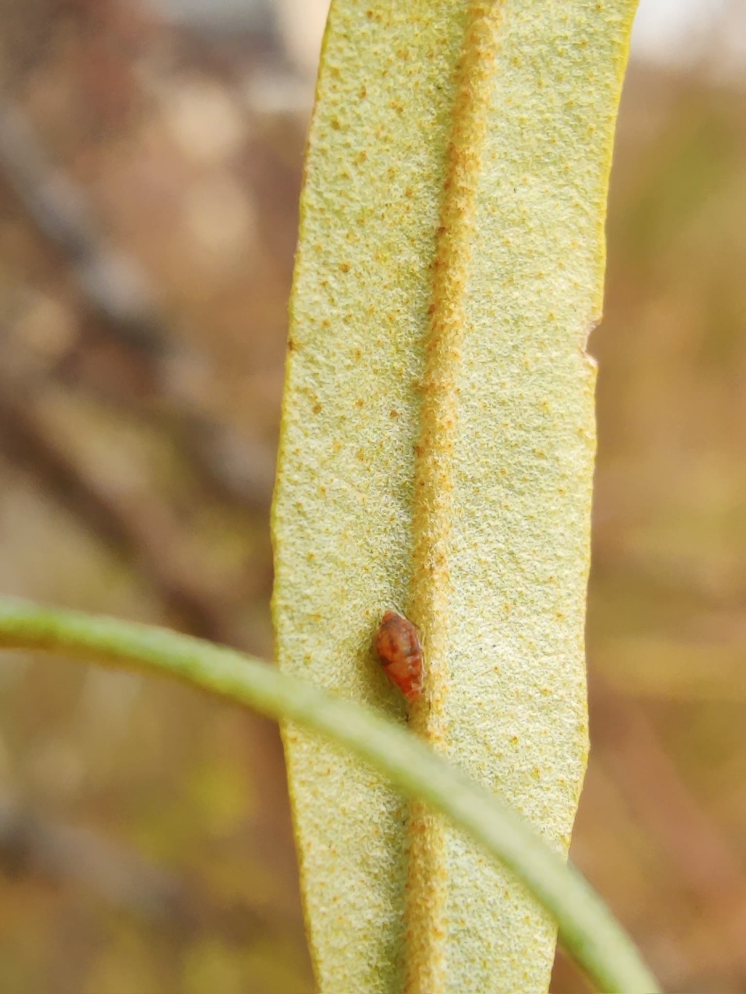 Capitophorus hippophaes, afid asociat cătinului