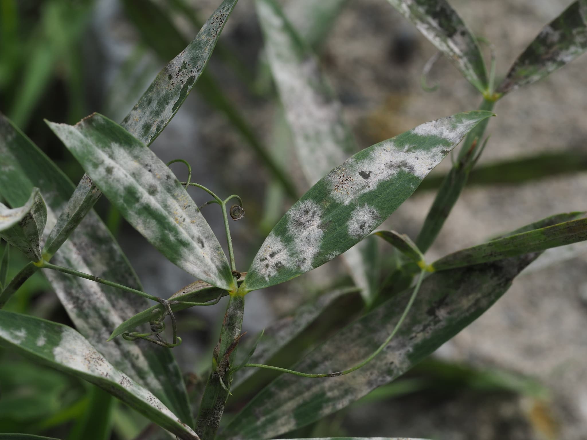 Fainare la latir: Erysiphe pisi on Lathyrus