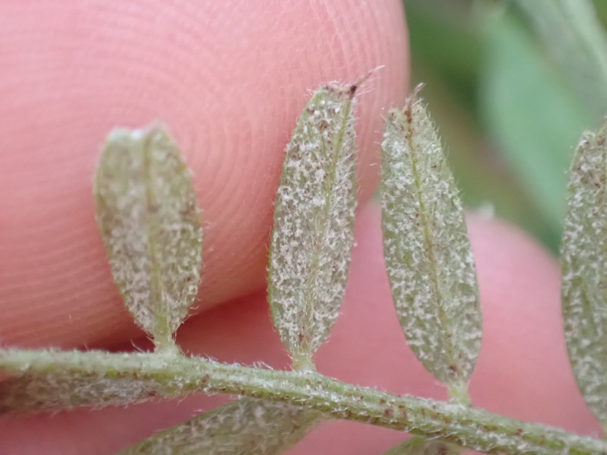 Mana la borceag de toamna: Peronospora viciae on common vetch