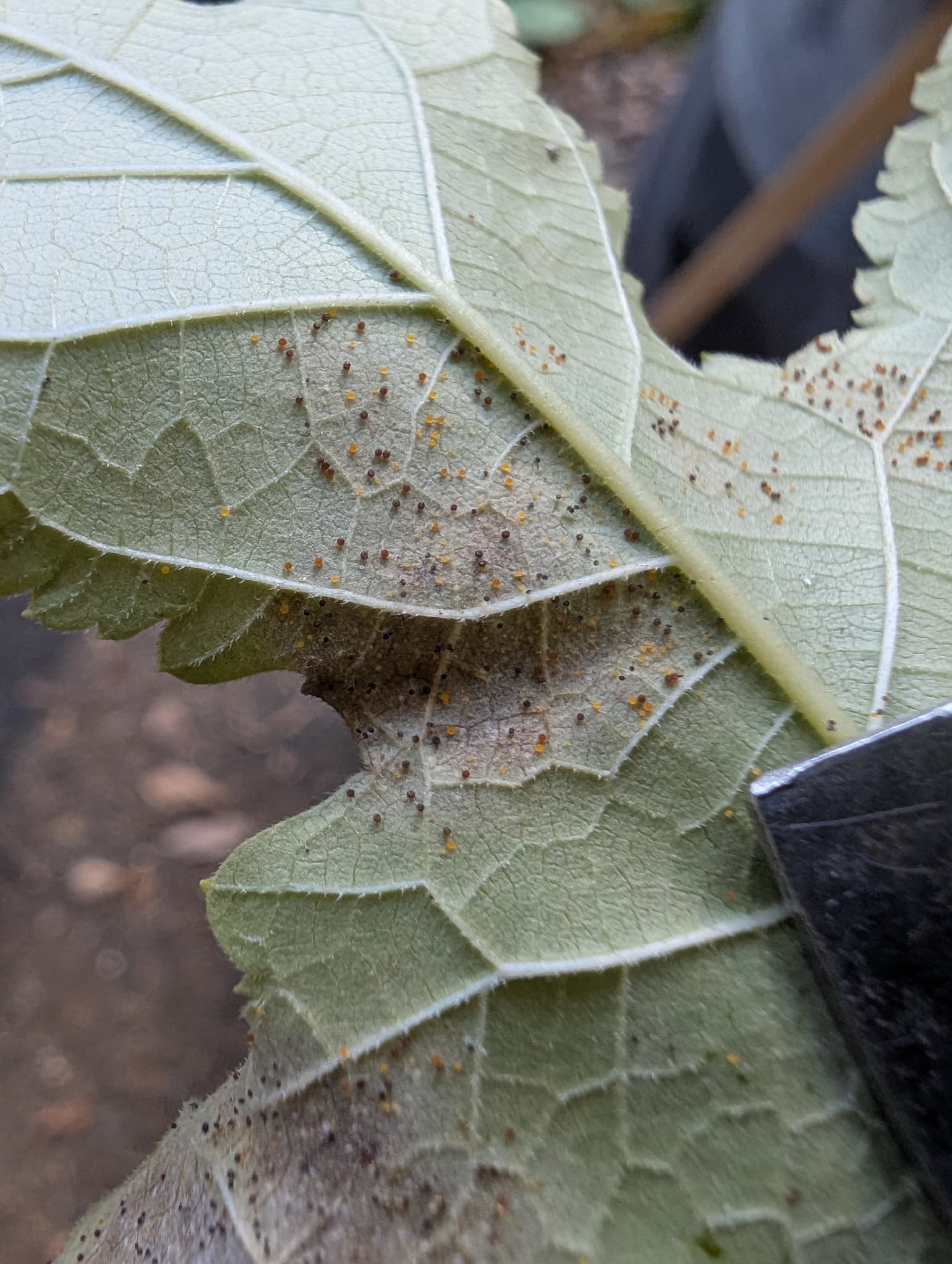 Făinare la smochin: Phyllactinia moricola cu simptom vizibil pe frunză.