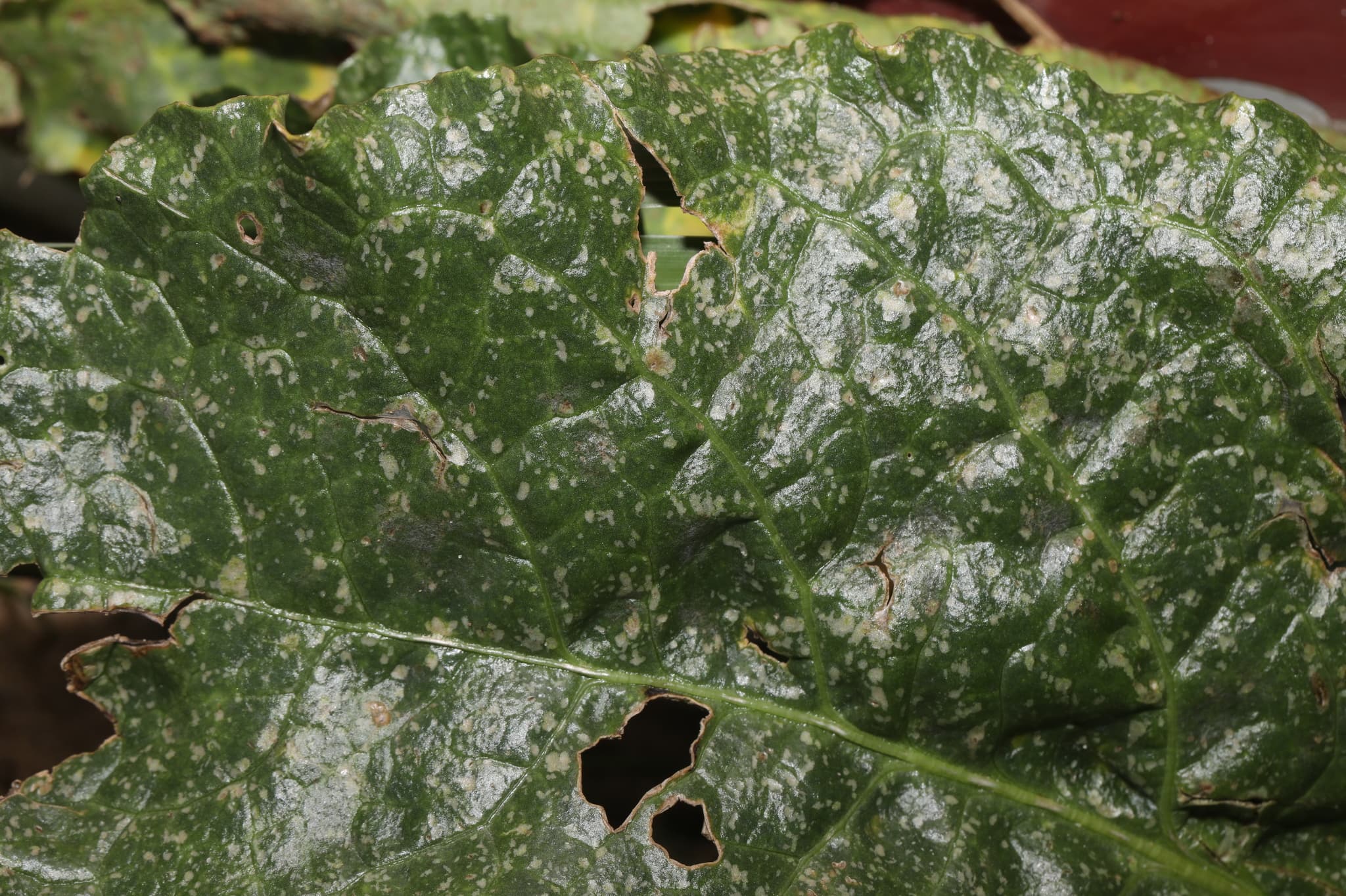Fainare la spanac: Erysiphe betae on sea beet leaf
