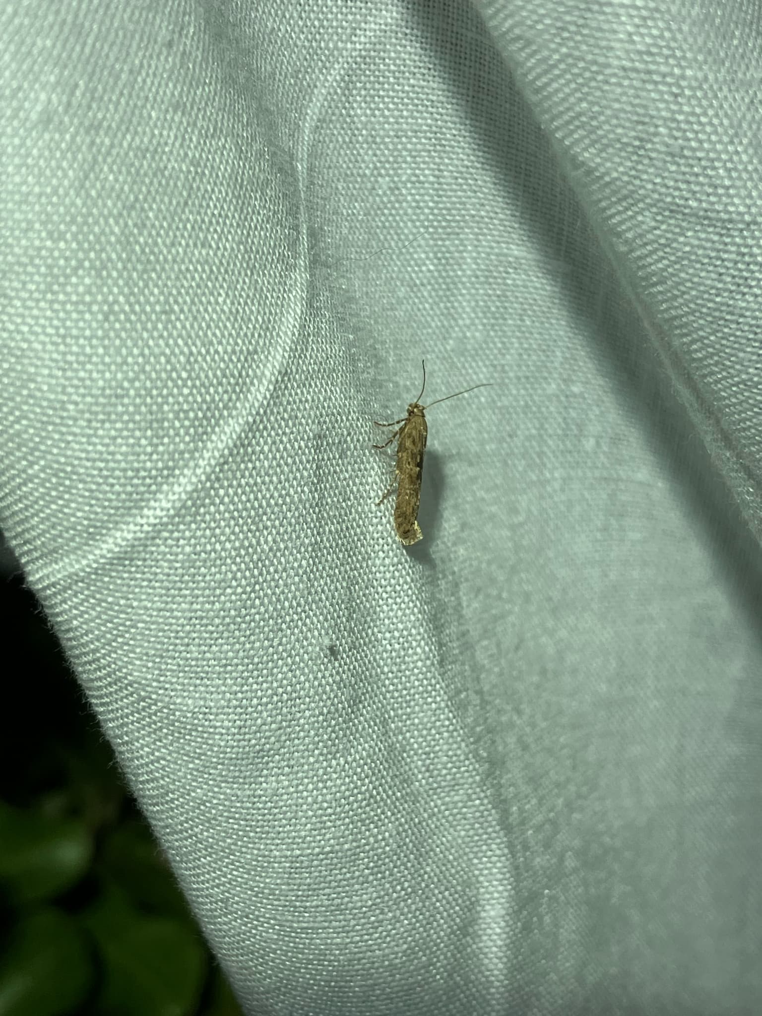 Molia miniera a tutunului: adult Phthorimaea operculella.