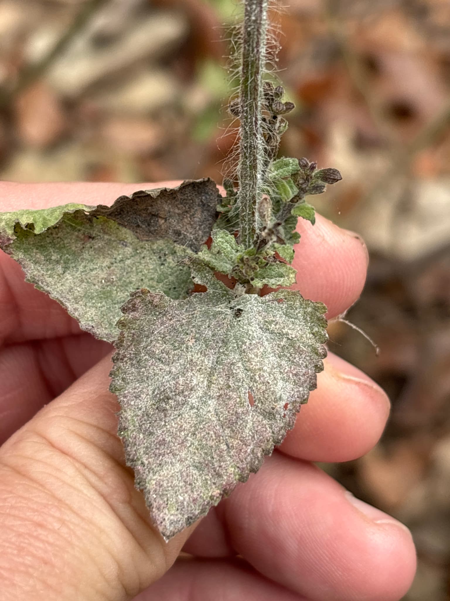 Fainare la salvie: Erysiphaceae on Salvia leaves