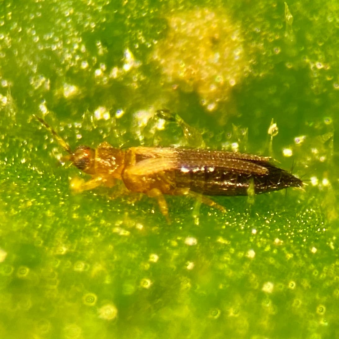 Trips la castraveti cornichon: Thrips parvispinus on cucumber