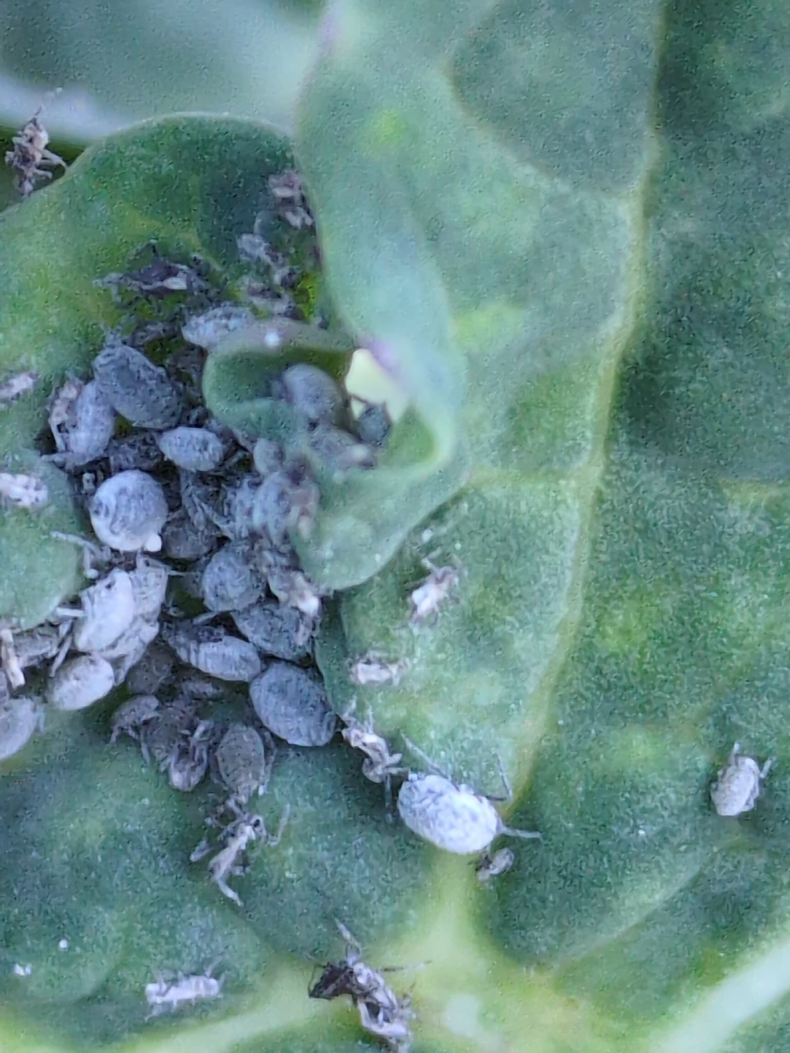Colonie de afide Brevicoryne brassicae pe frunza, fallback pentru afide la camelina.