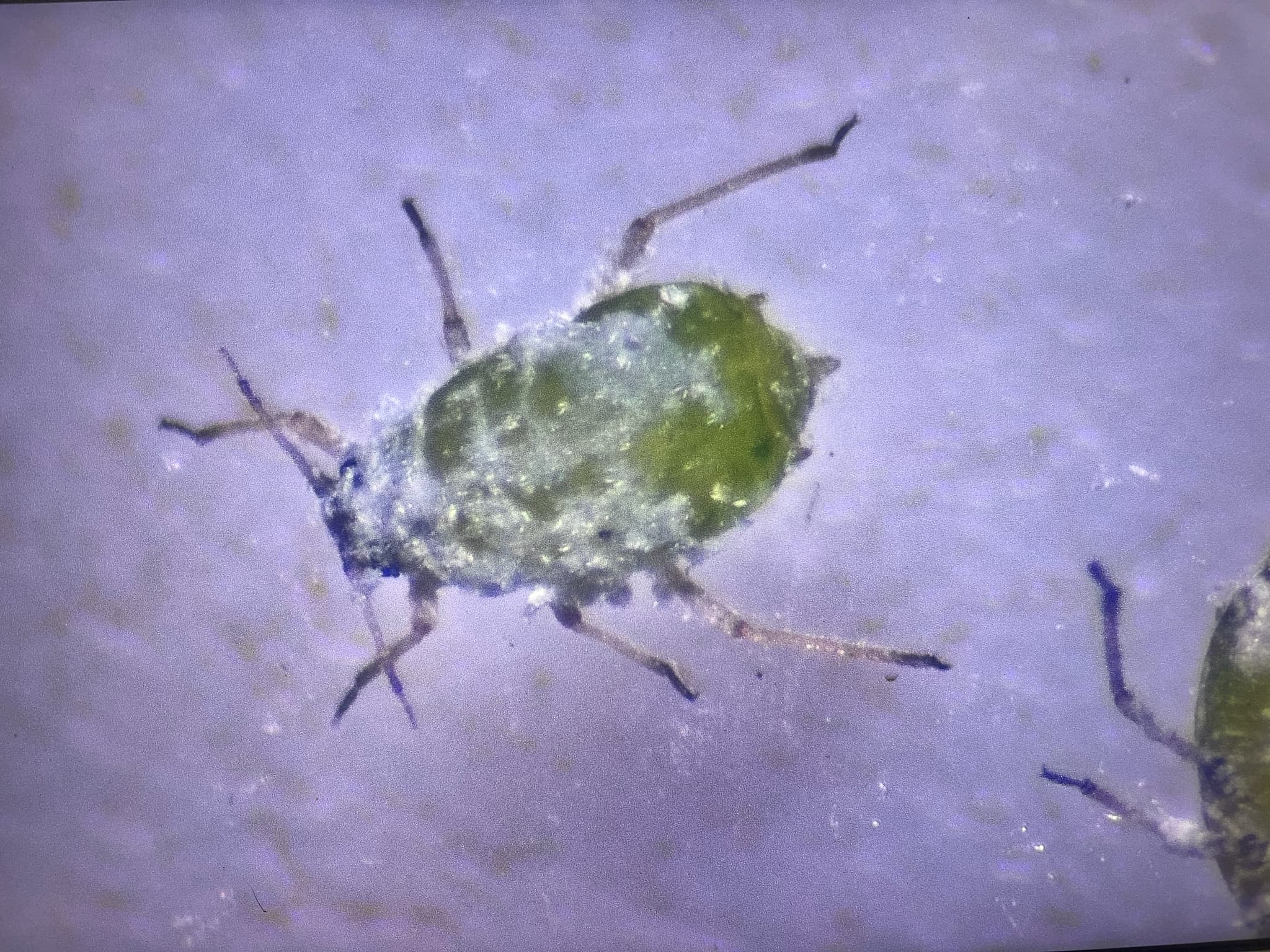 Paduchele telinei: Semiaphis heraclei