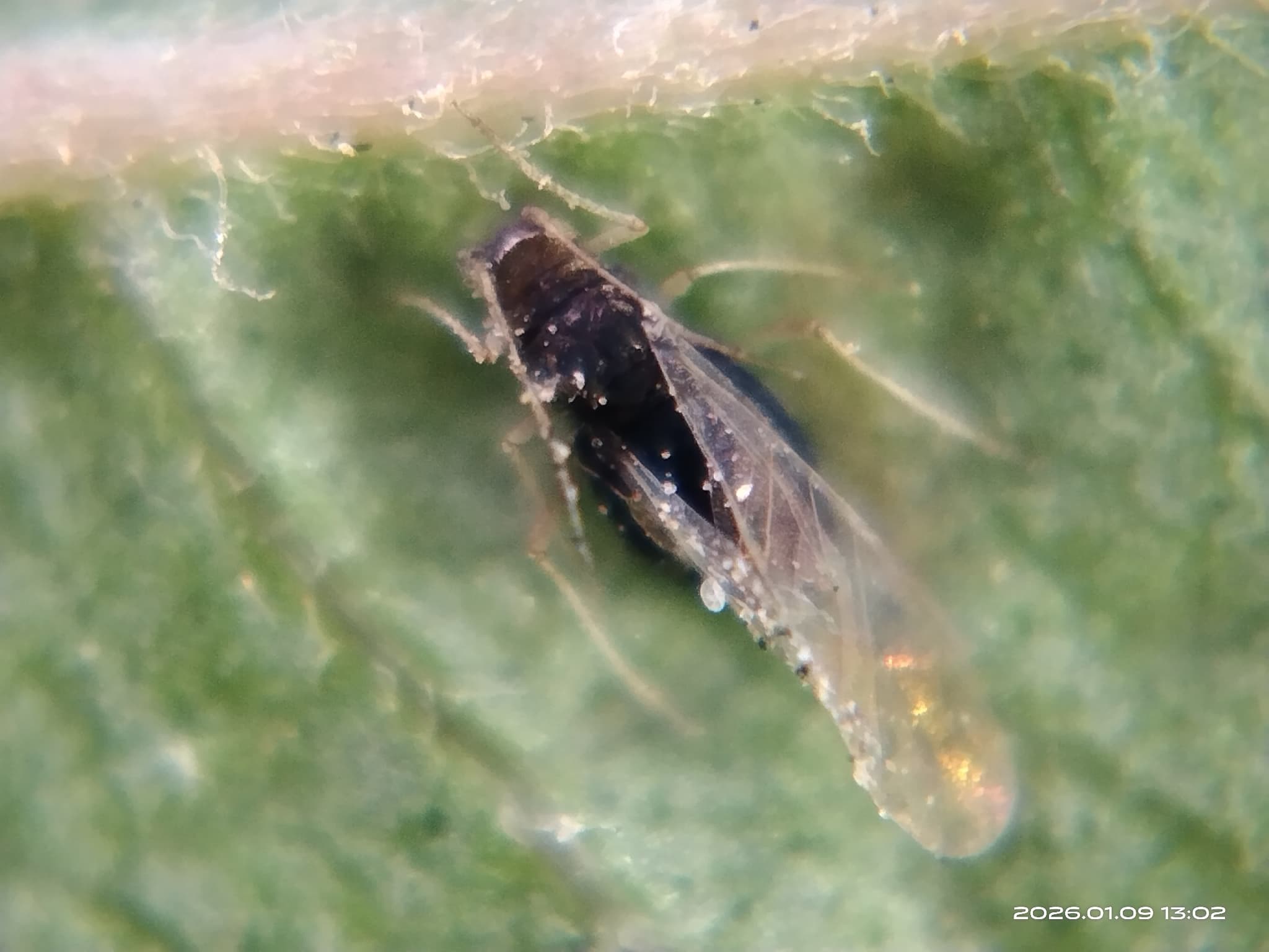 Afide la cartof: identificare, risc de viroze si management integrat: imagine de referinta din biblioteca AgroDex, asociata cu Exact target slug appears in existing asset metadata: afide-la-cartof. Adult de Aphis gossypii pe frunza, fallback pentru afide la cartof dulce.