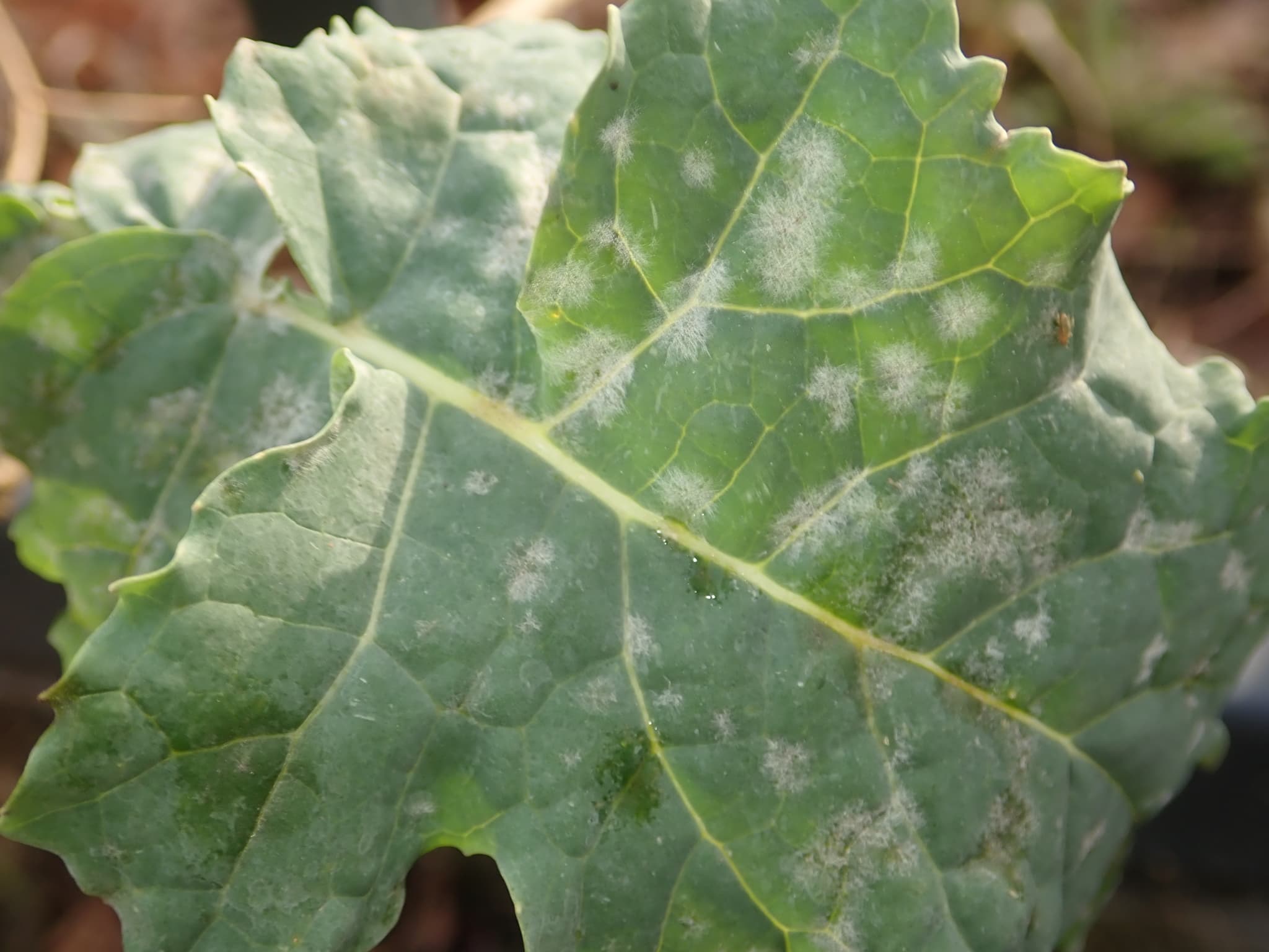 Fainare la broccoli: Erysiphe cruciferarum on Brassica oleracea leaf