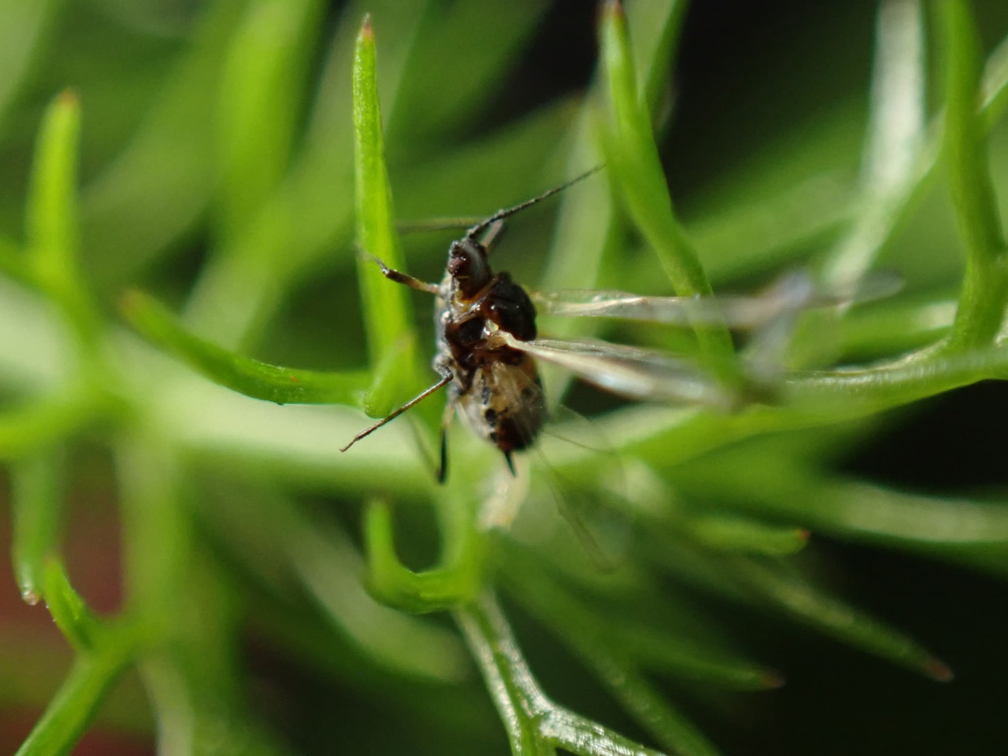 Paduchele morcovului: Cavariella aegopodii