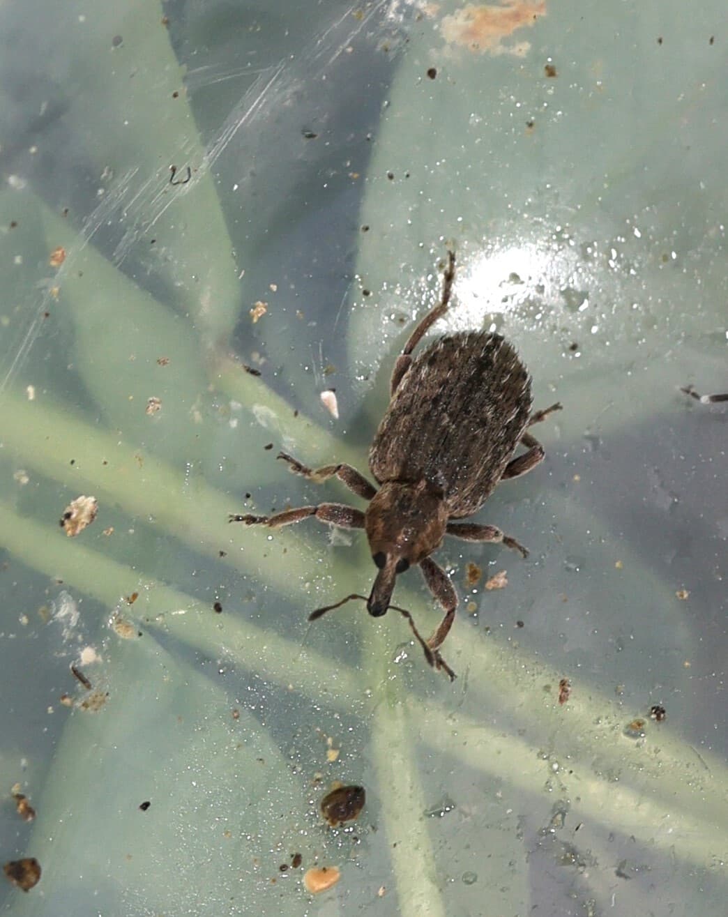 Adult de Hypera postica, gargarita frunzelor de lucerna.