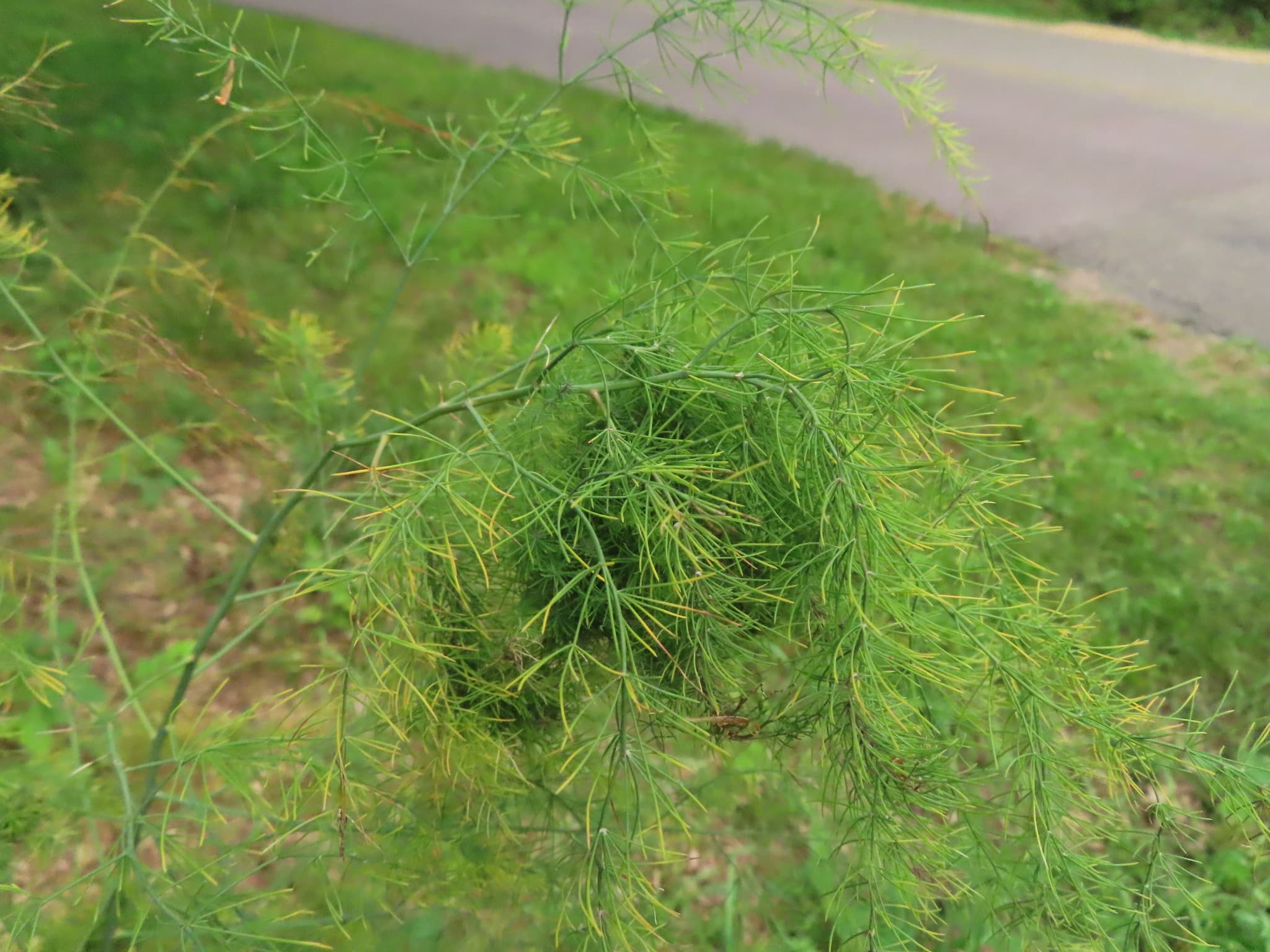Brachycorynella asparagi pe sparanghel.