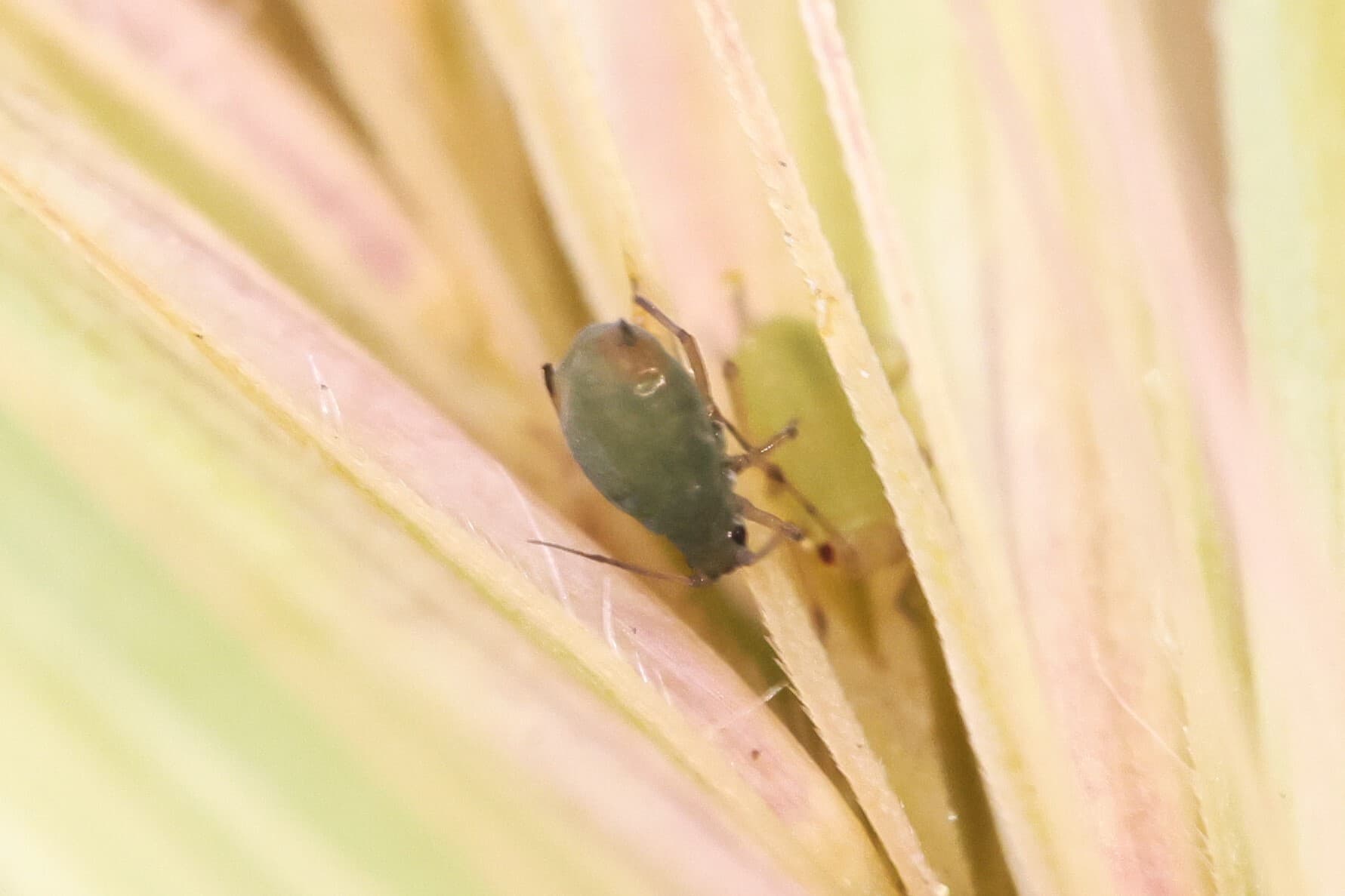 Bird cherry-oat aphid on green Hordeum heads.