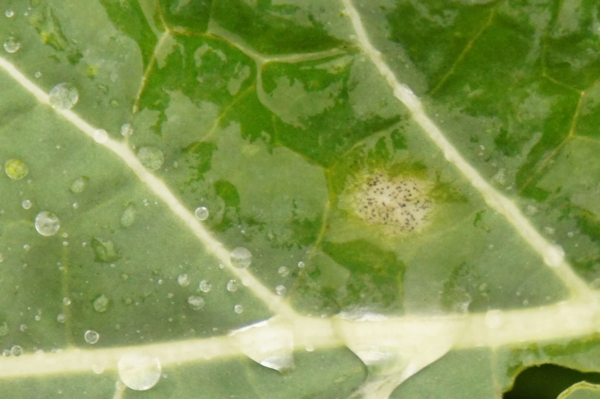 Fomoza: Plenodomus lingam pe frunza de Brassica