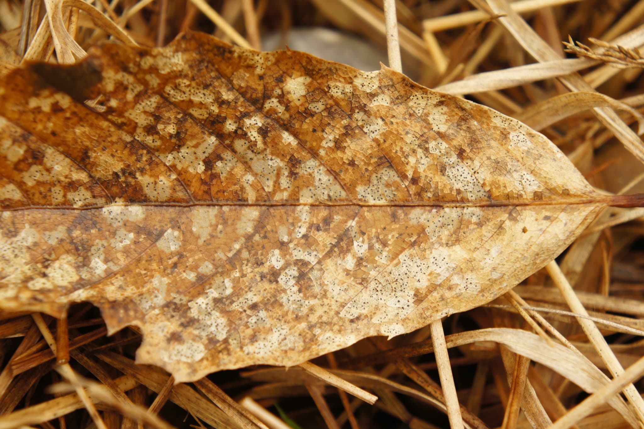 Patarea frunzelor la castan: Ramularia endophylla pe Castanea sativa