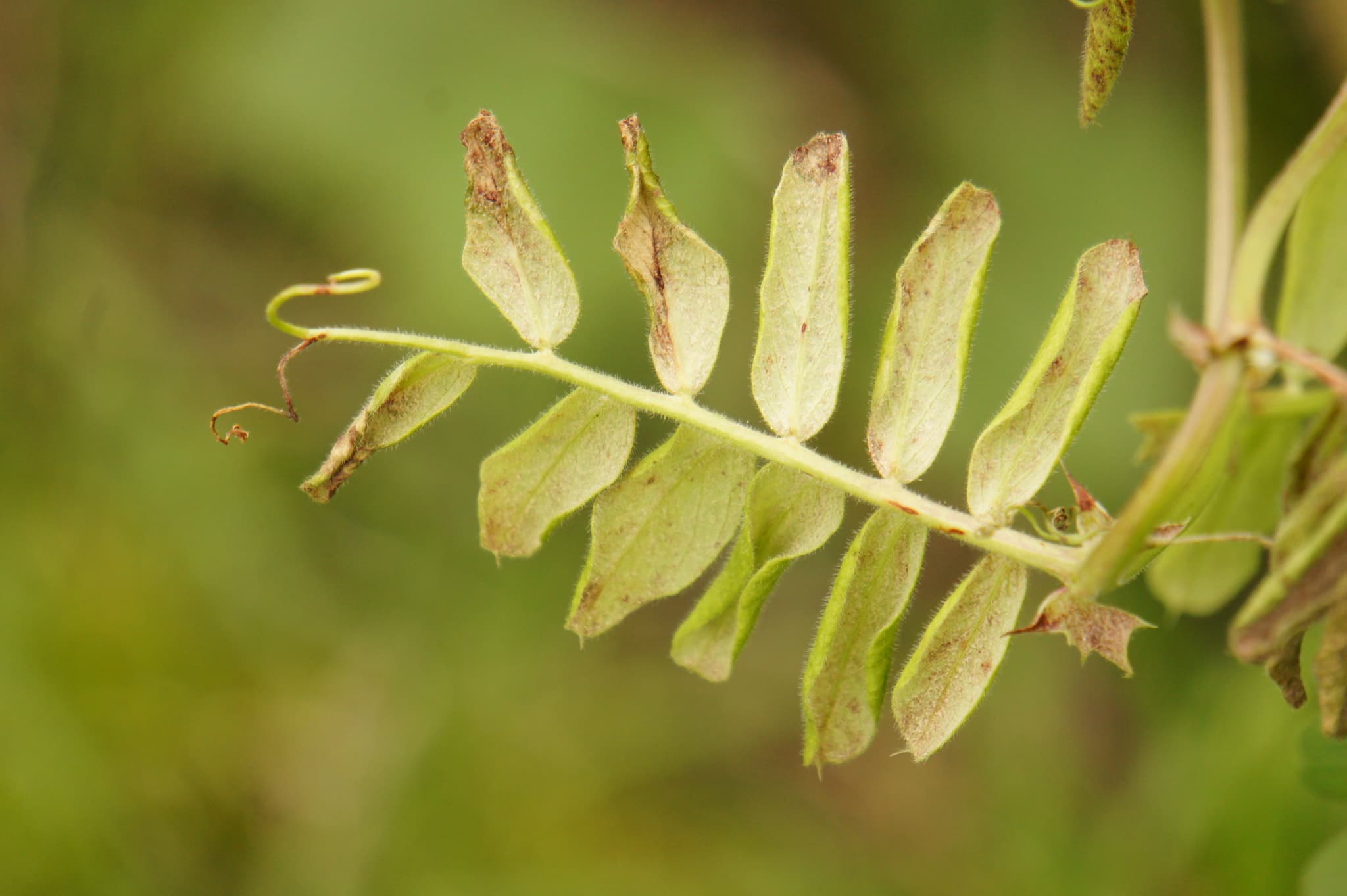 Mană la borceag de primăvară: Peronospora viciae symptoms on Vicia sativa leaves.