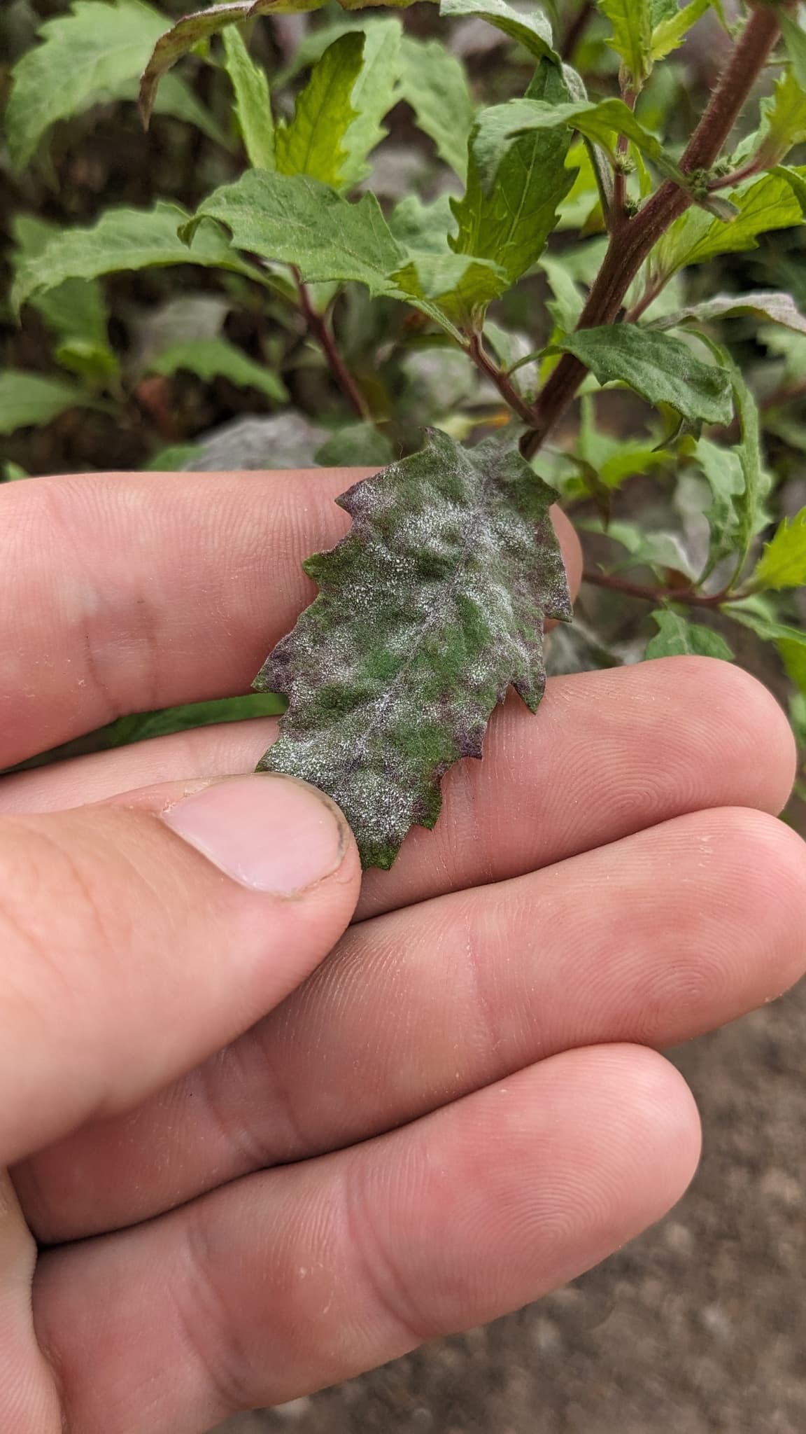 Fainare la sfecla mangold: Erysiphe betae visible powdery mildew symptoms