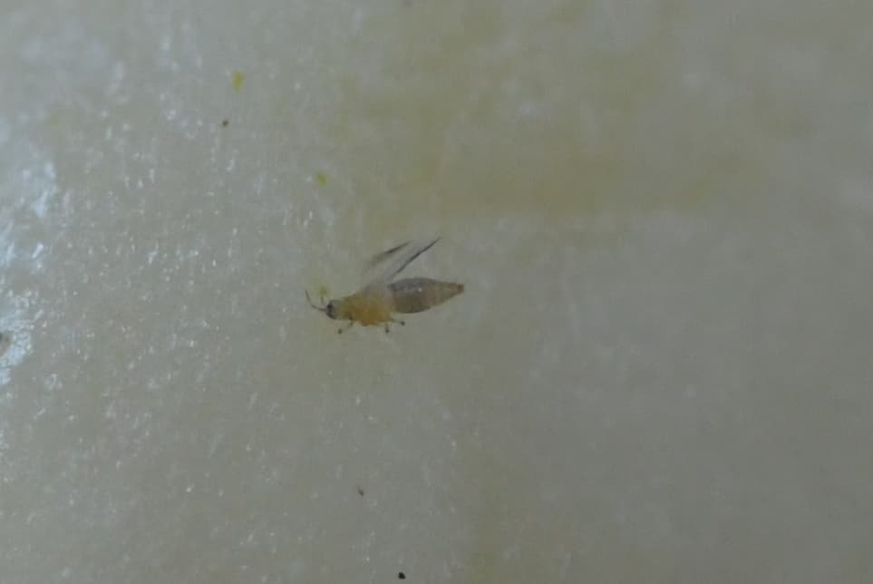 Tripsul cepei, Thrips tabaci, pe usturoi si salote.