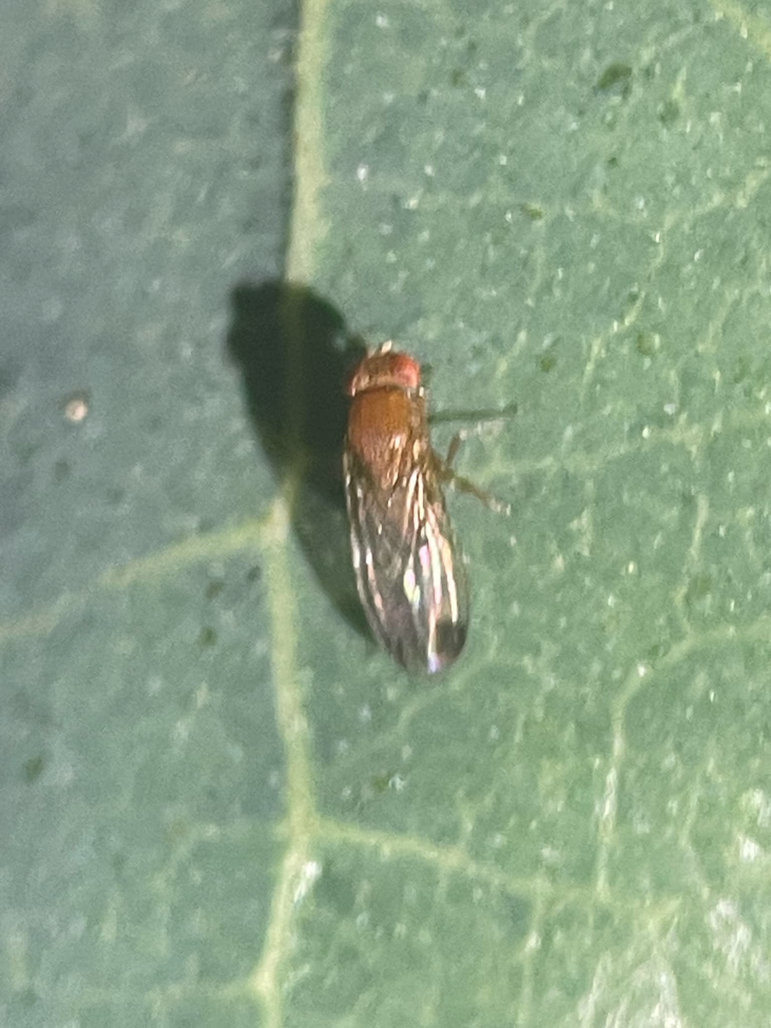 Musculita otetului: adult Drosophila suzukii pe frunza