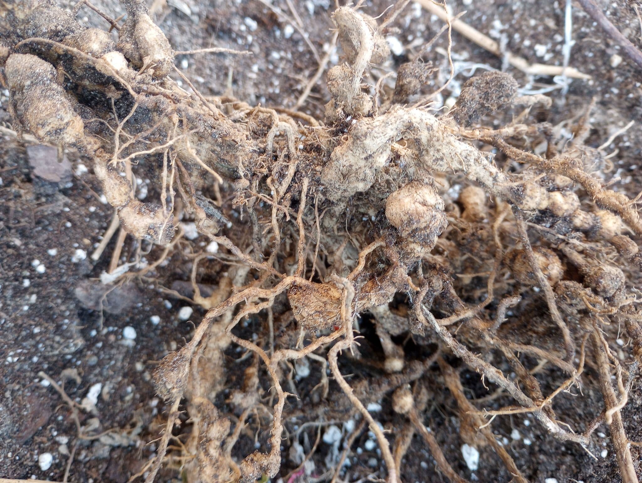 Nematozi: Meloidogyne incognita root-knot symptoms