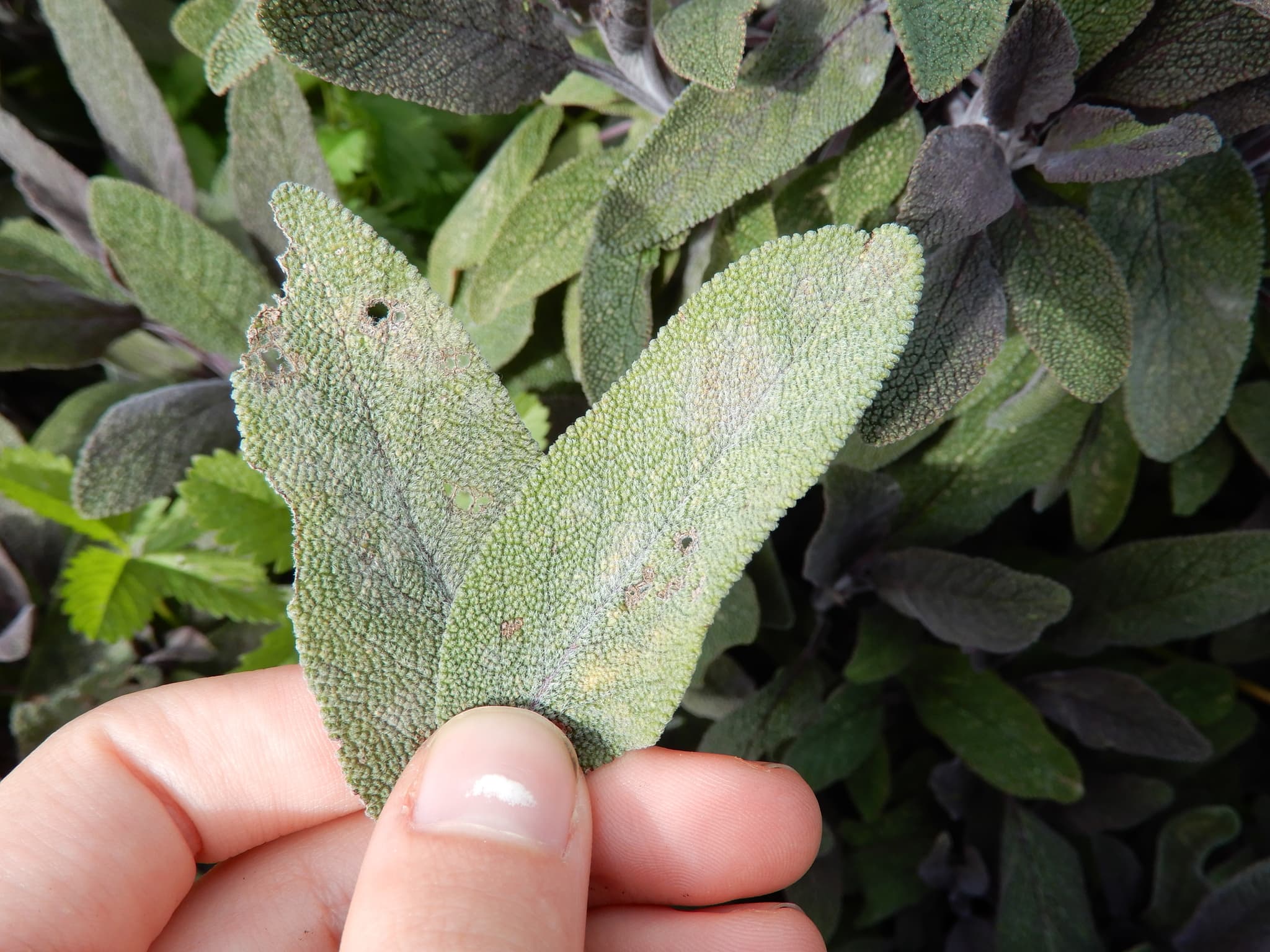Fainare la lavanda: Golovinomyces neosalviae on sage leaf