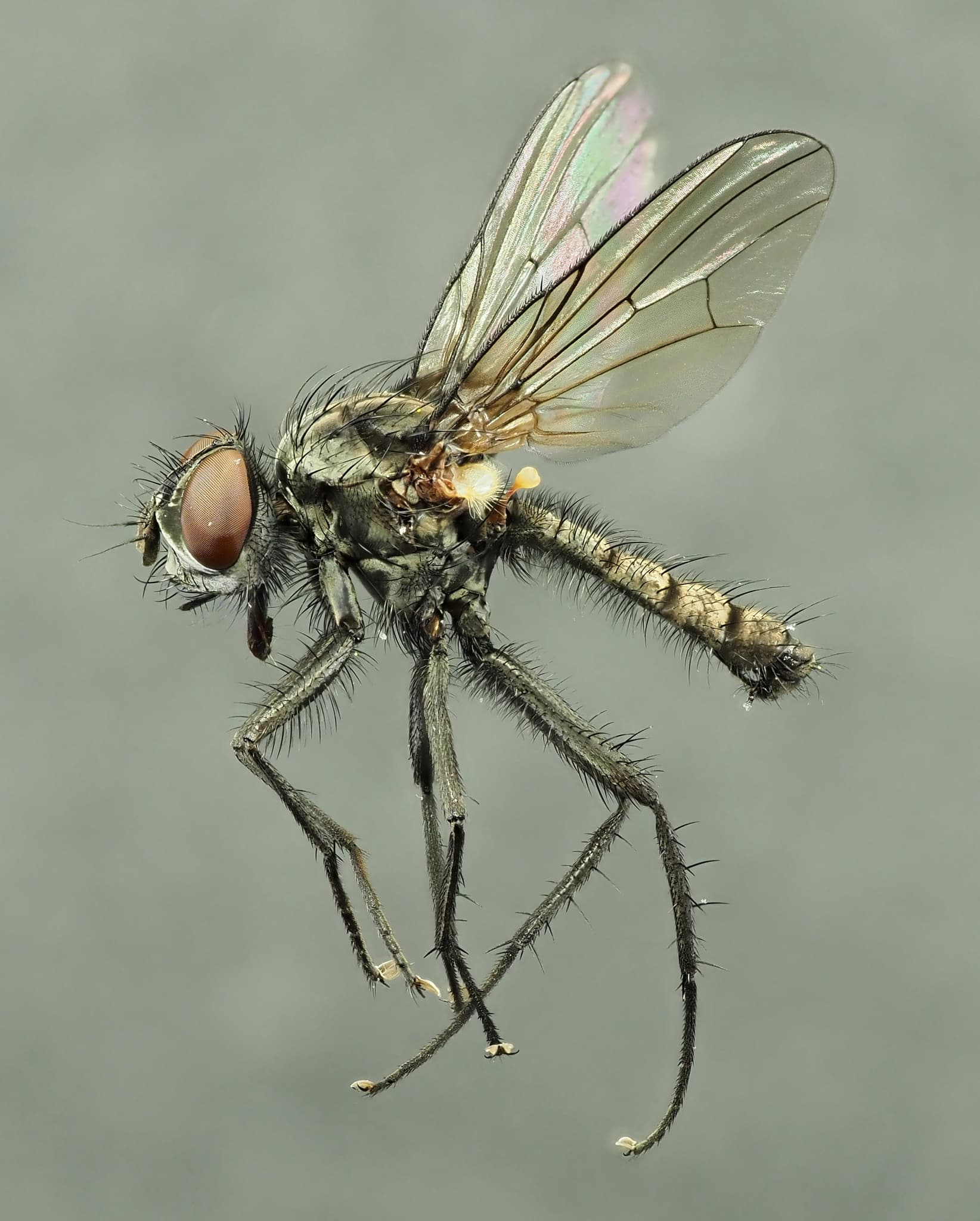 Musca verzei: Delia radicum adult