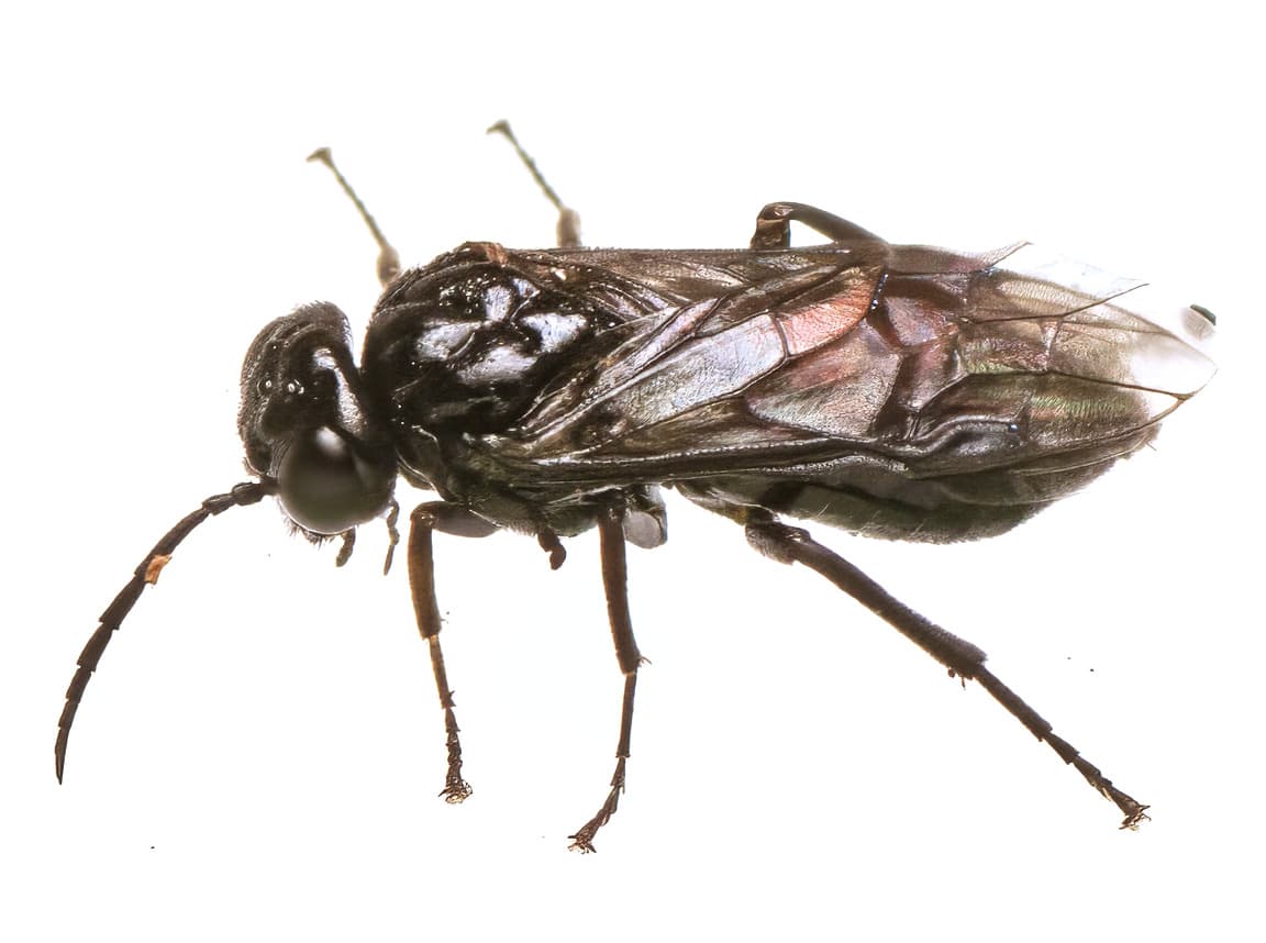 Viespea cireselor: Caliroa cerasi