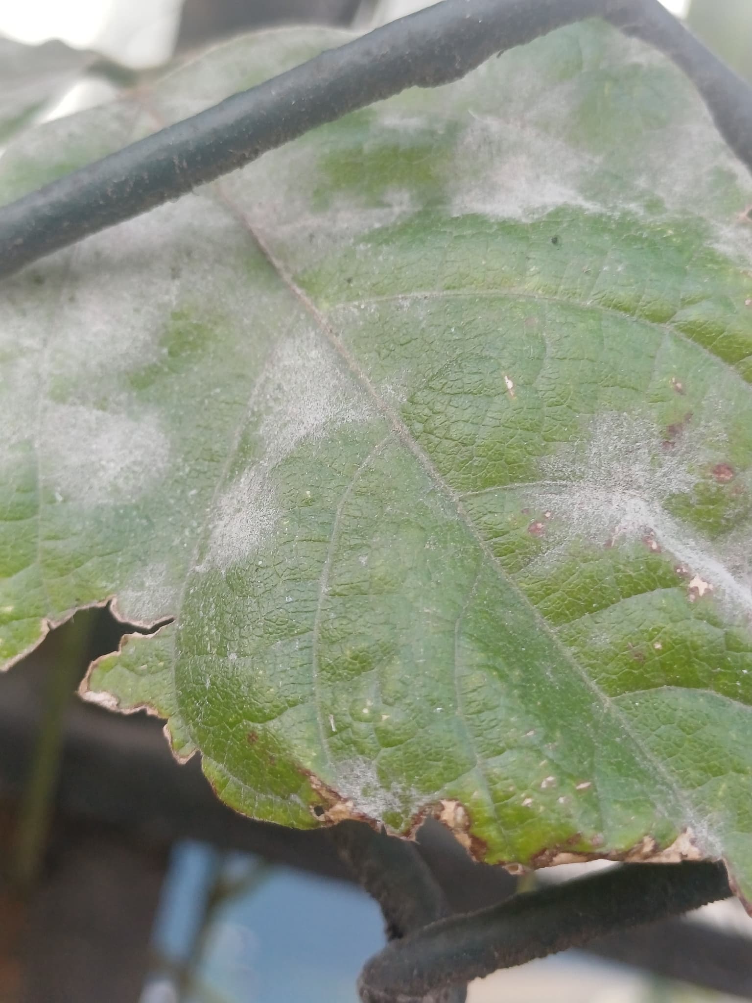 Fainare la fasole: Erysiphe vignae on Phaseolus leaf