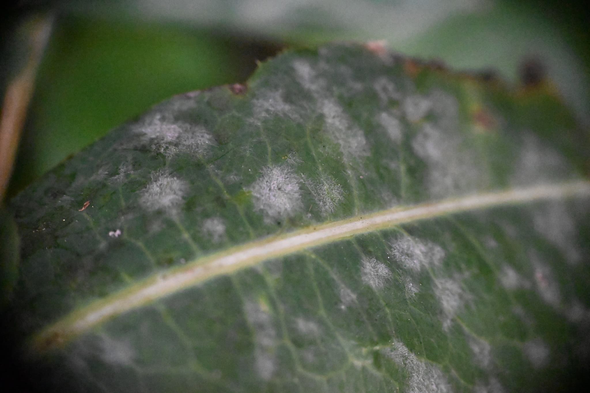 Făinare la andive: Golovinomyces pe Lactuca, fallback Cichorieae pentru andive.