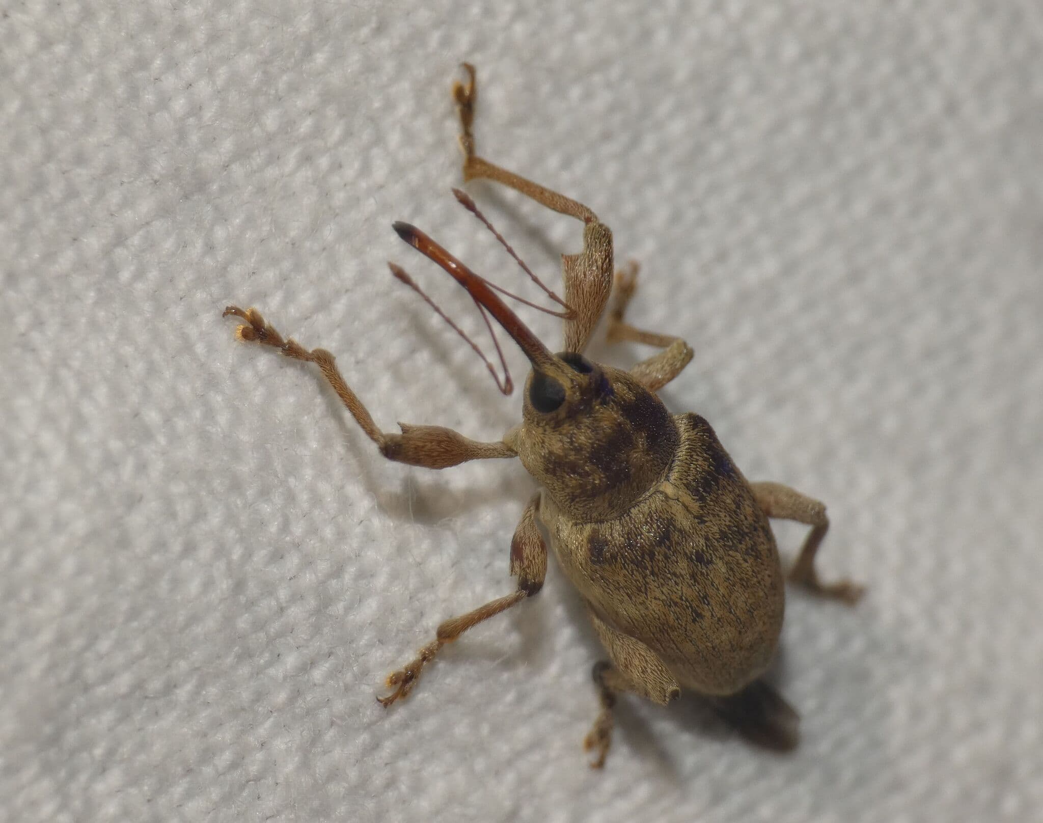Adult de Curculio elephas, gargarita castanului.