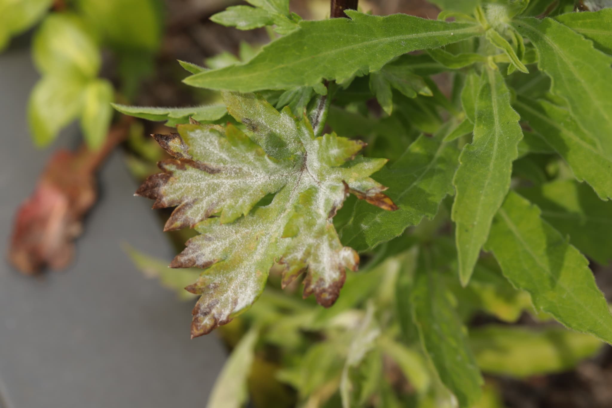 Fainare la tarhon: Golovinomyces artemisiae on Artemisia leaf