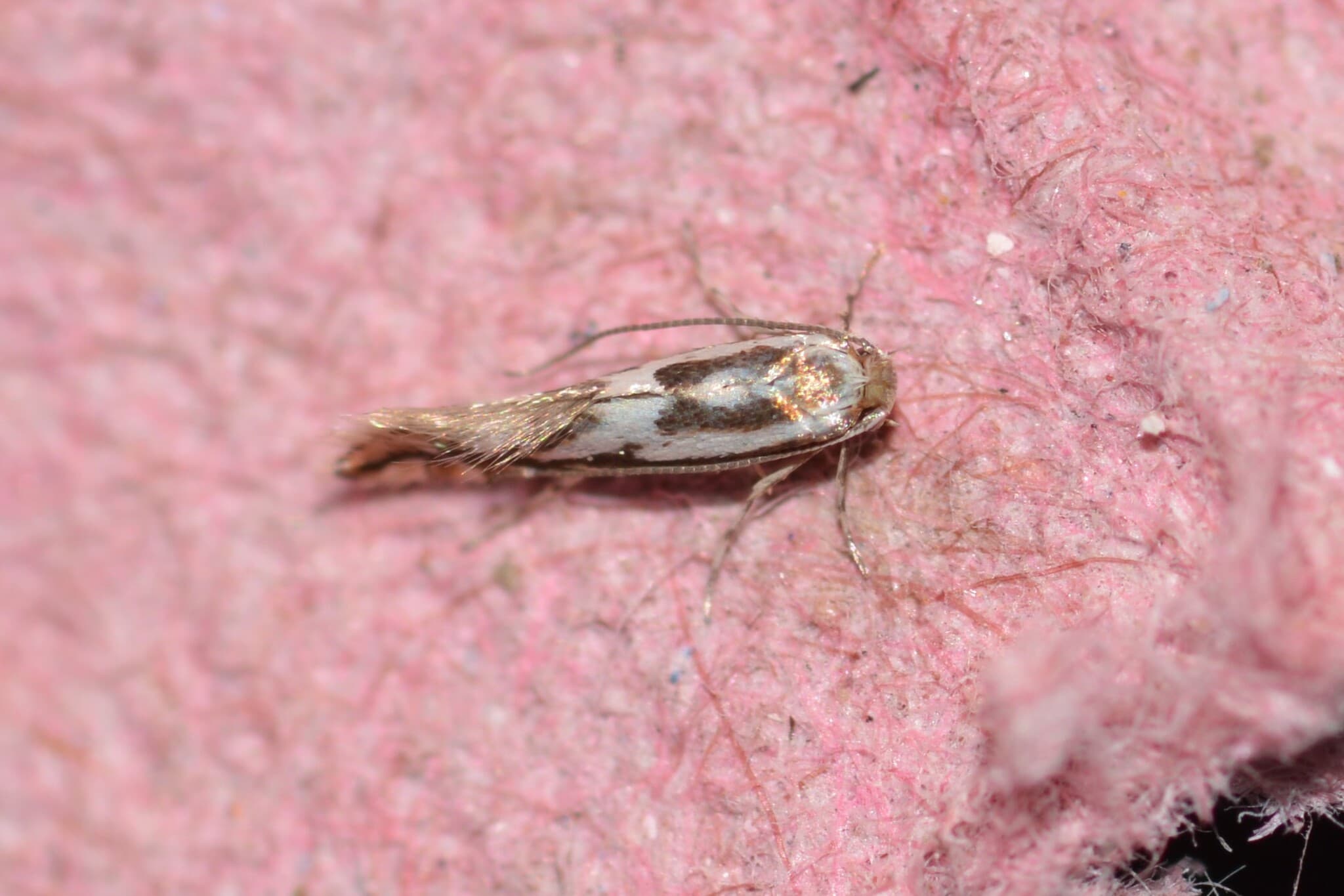 Molia miniera a marului: Phyllonorycter blancardella